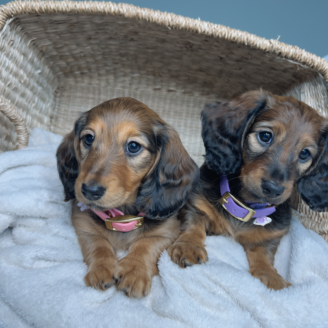 Mini Longhaired Dachshund Puppies