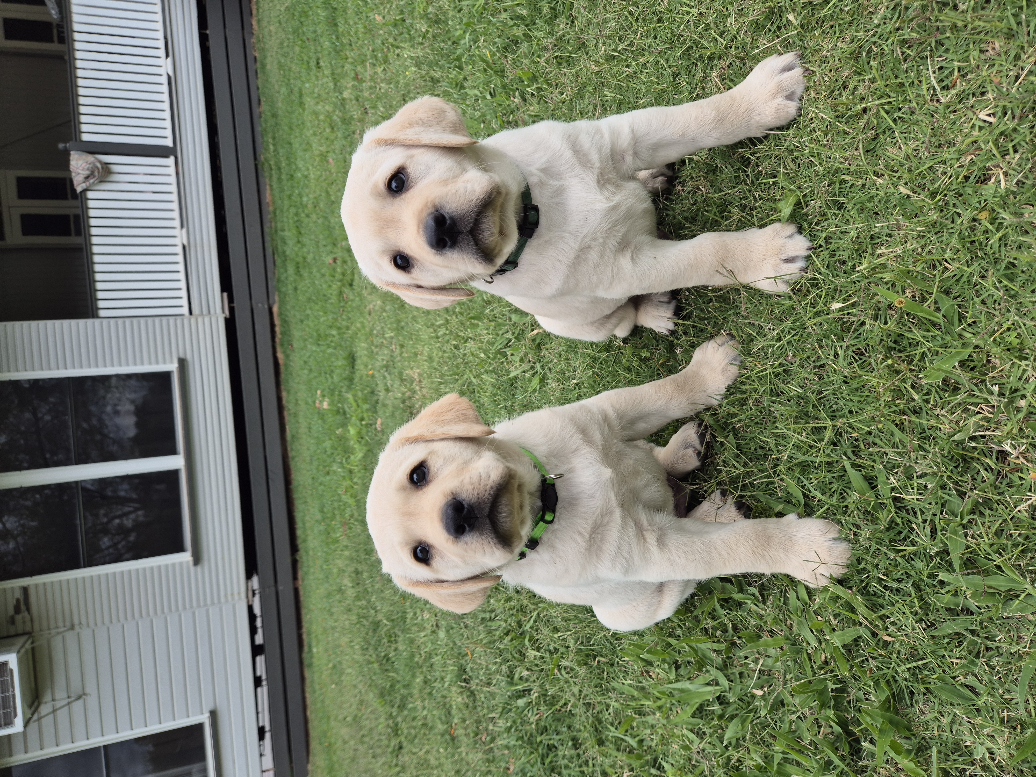Labrador Retriever – Chinchilla