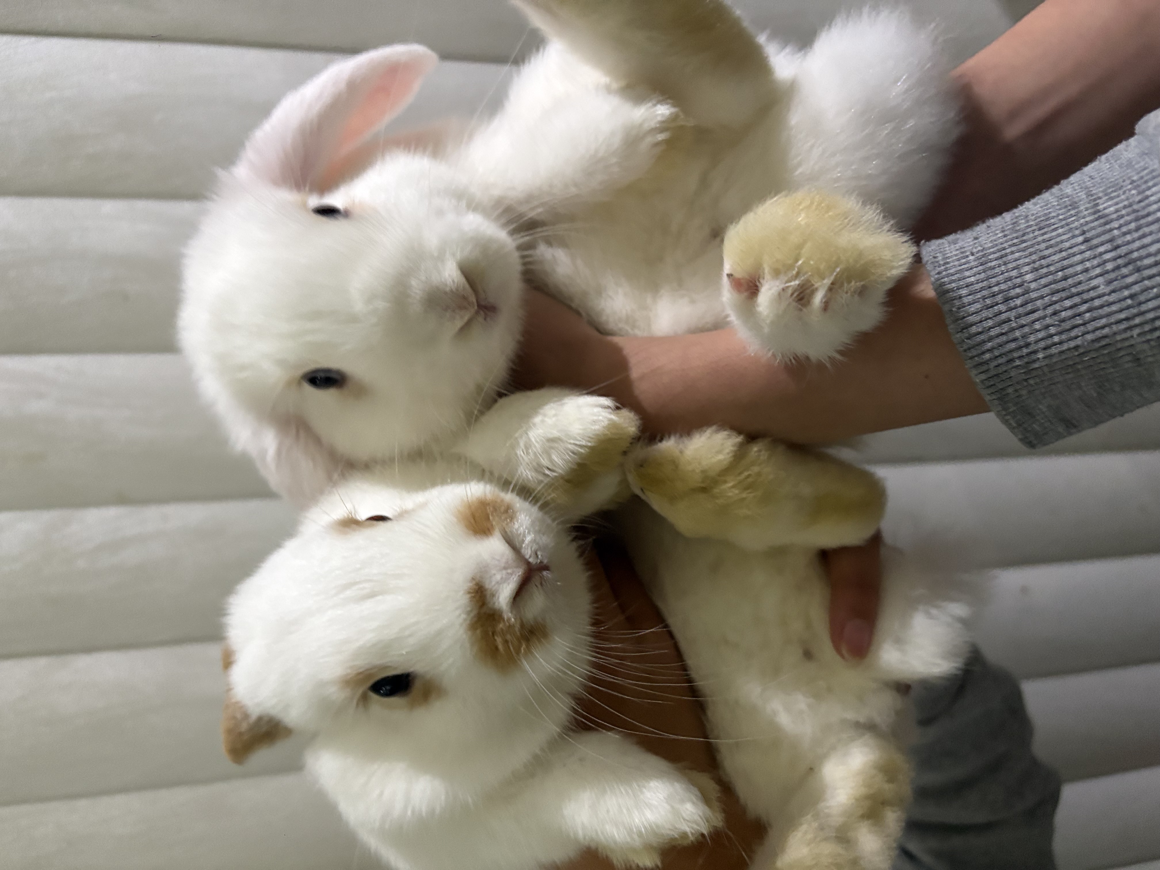 Rabbit – Bonnyrigg