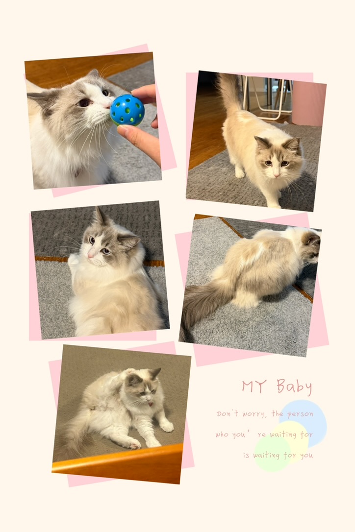 Ragdoll – Sunnybank