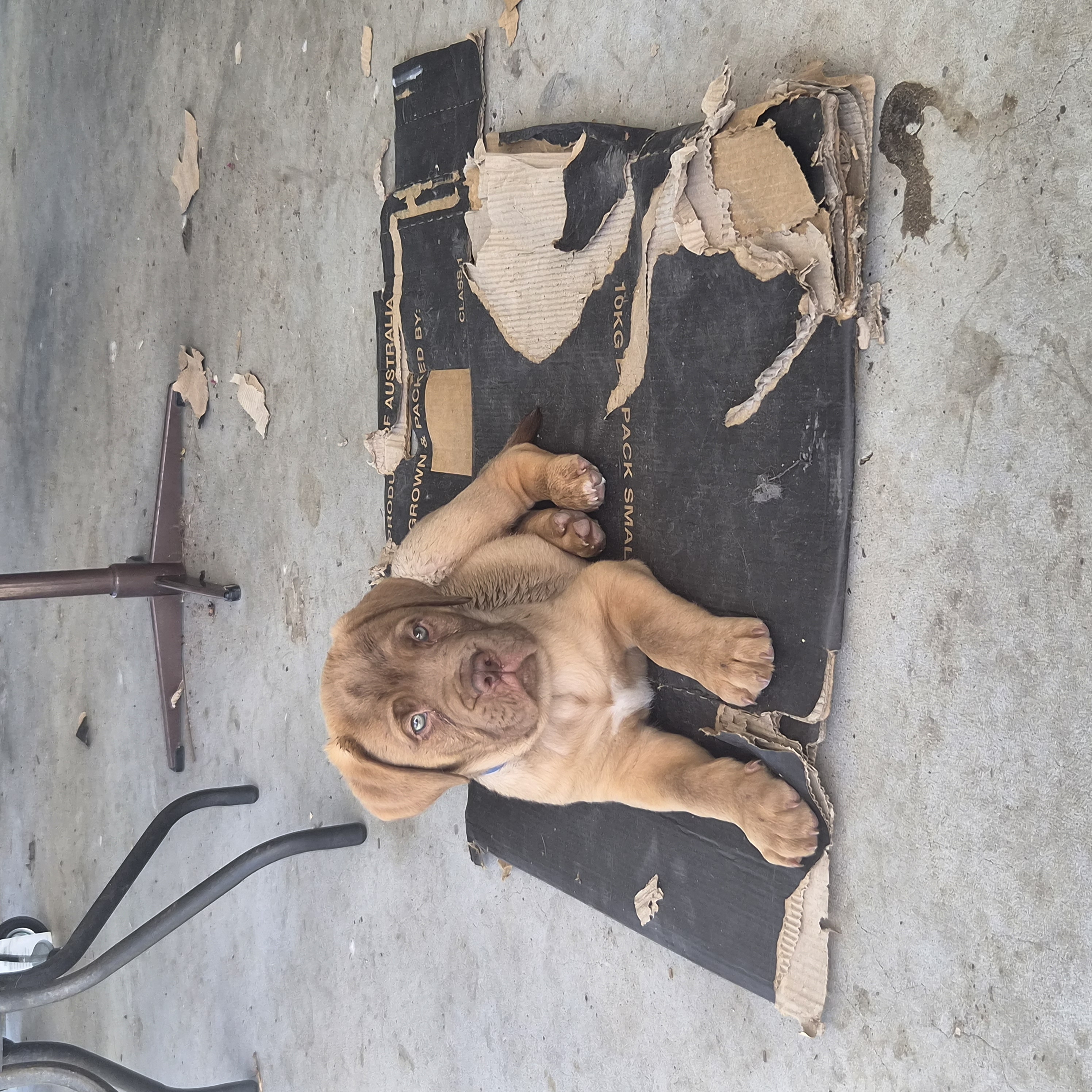Dogue De Bordeaux – Meningie