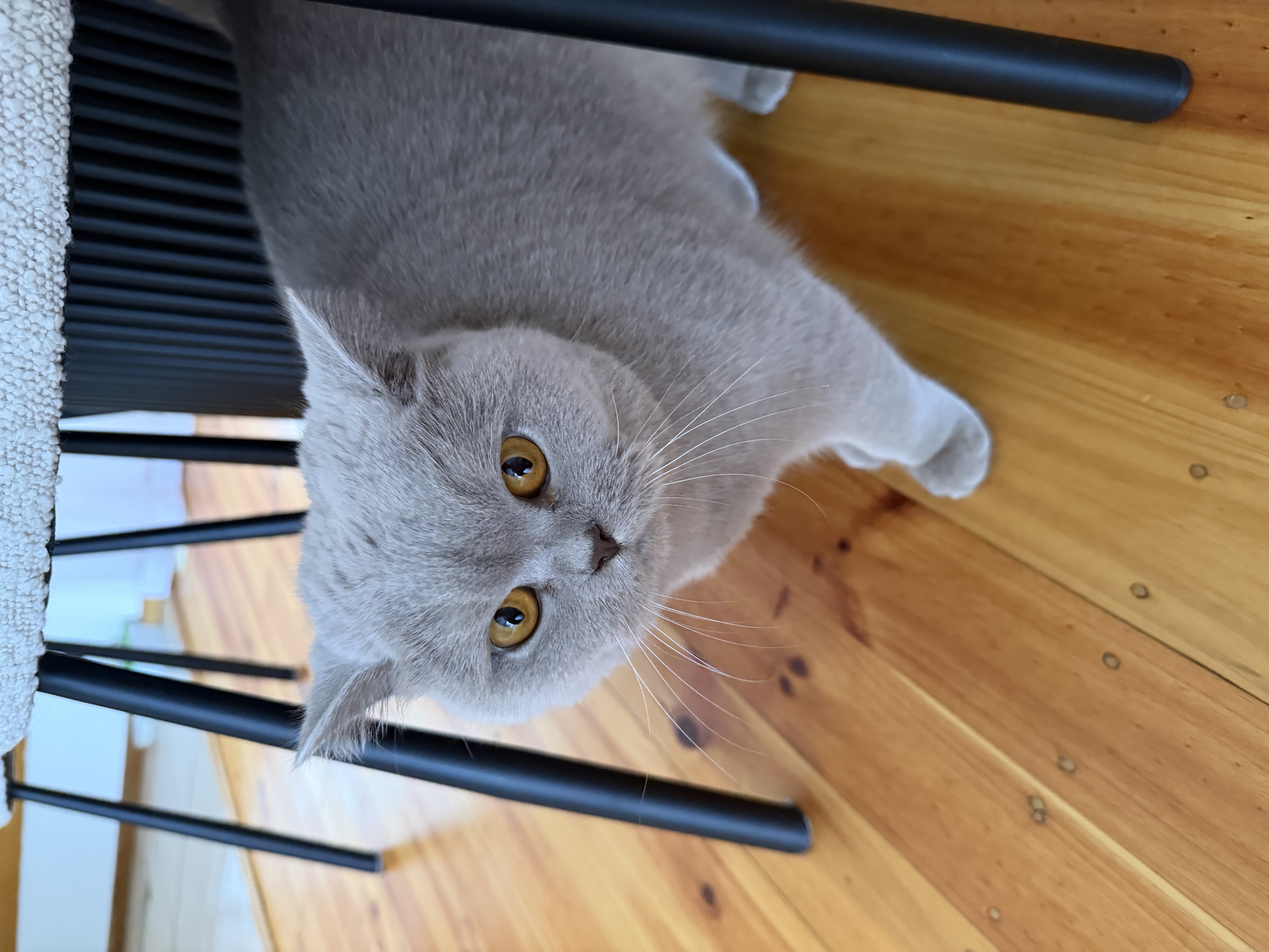 British Shorthair – Glenroy