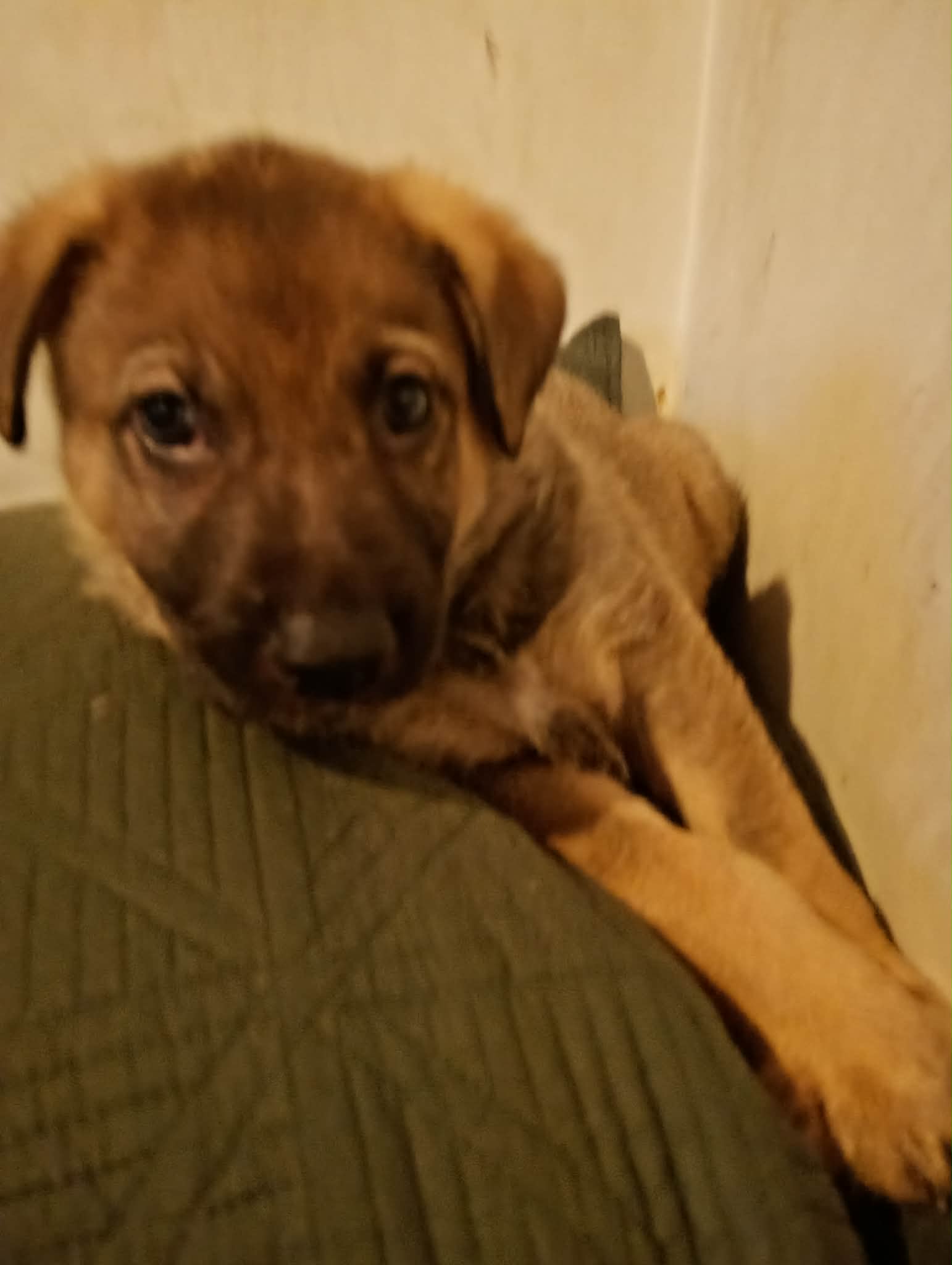 German Shepherd – Mornington