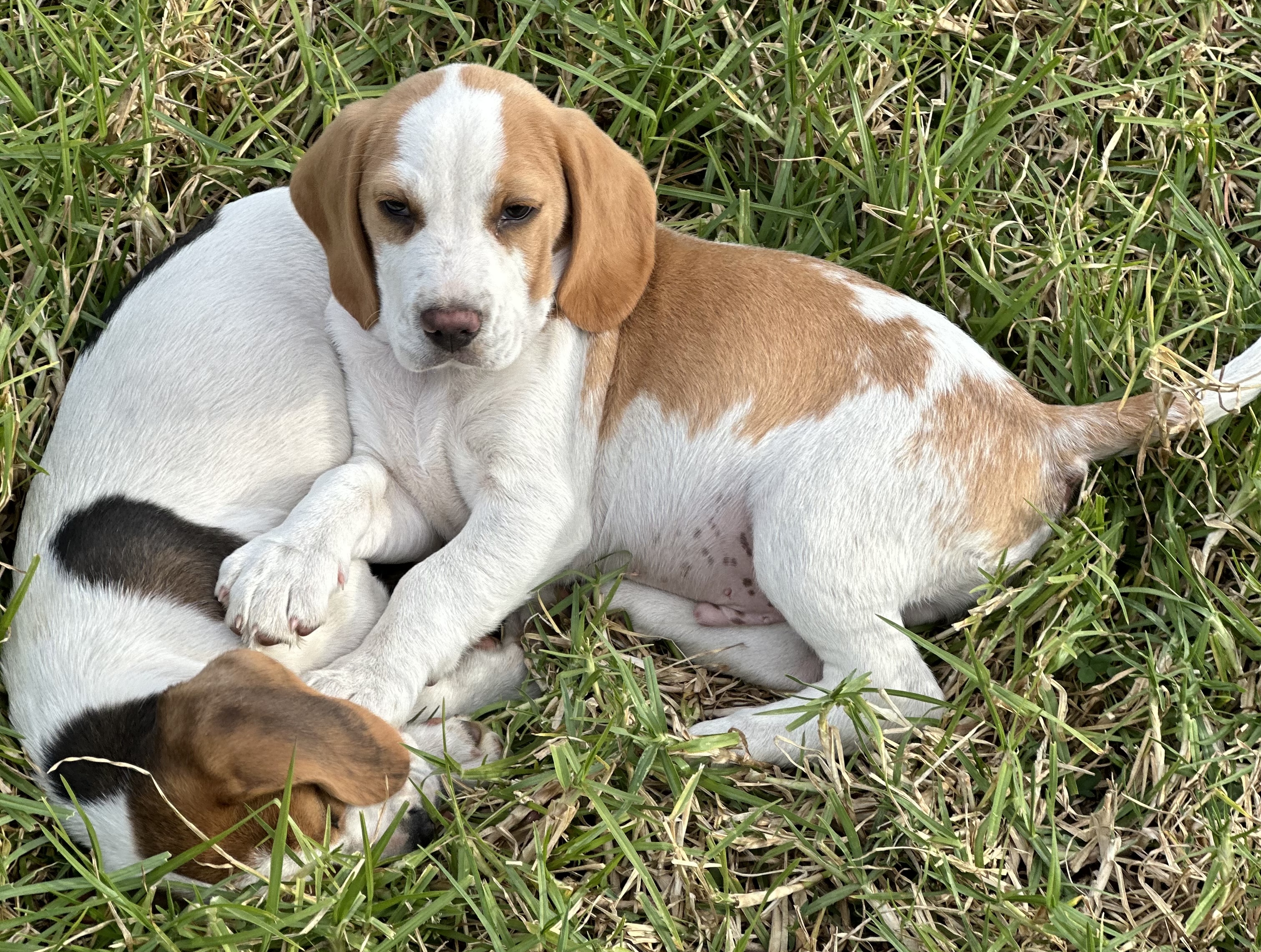 Beagle – Bombala