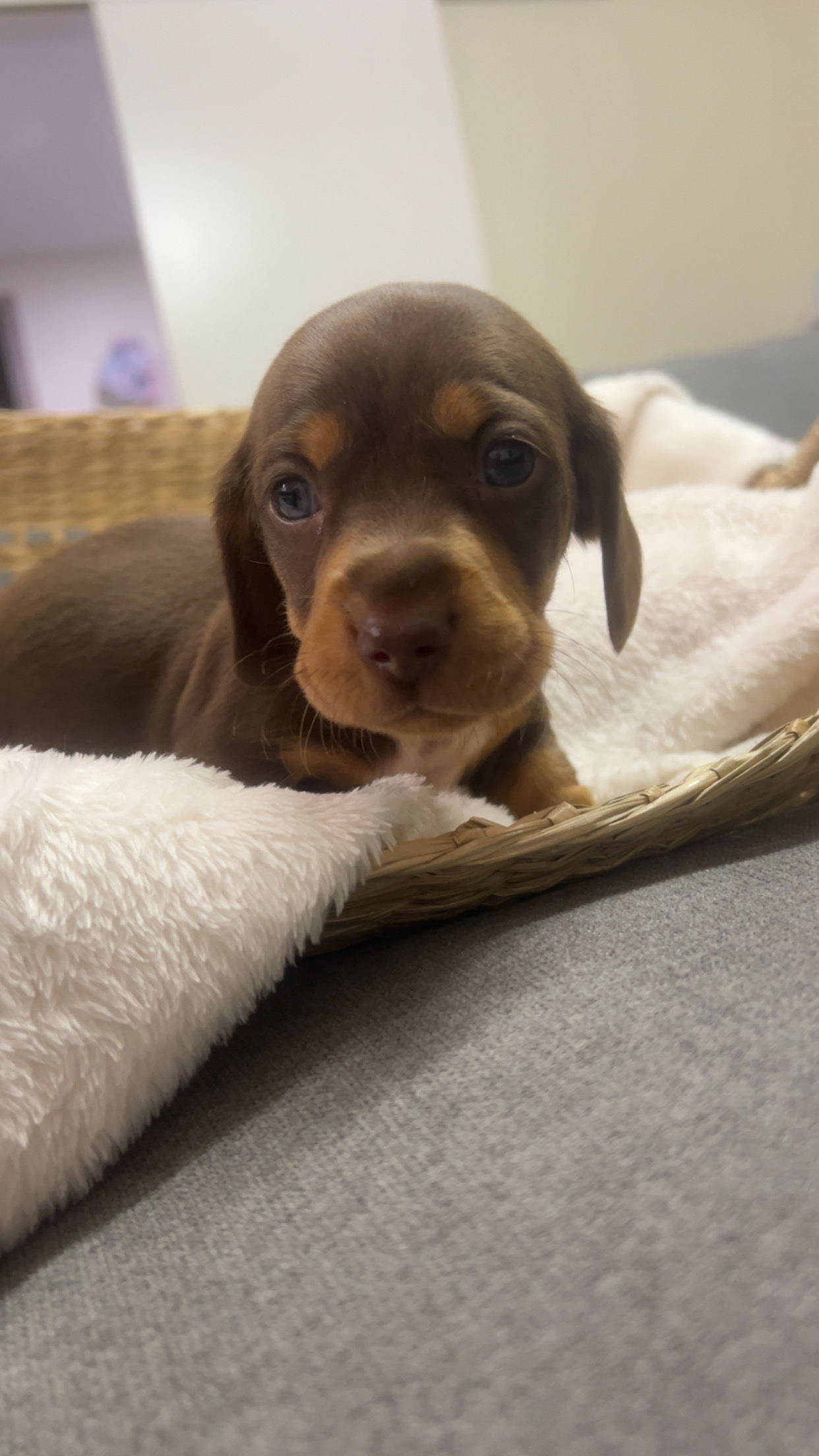 Dachshund - Bajool - PetsForHomes