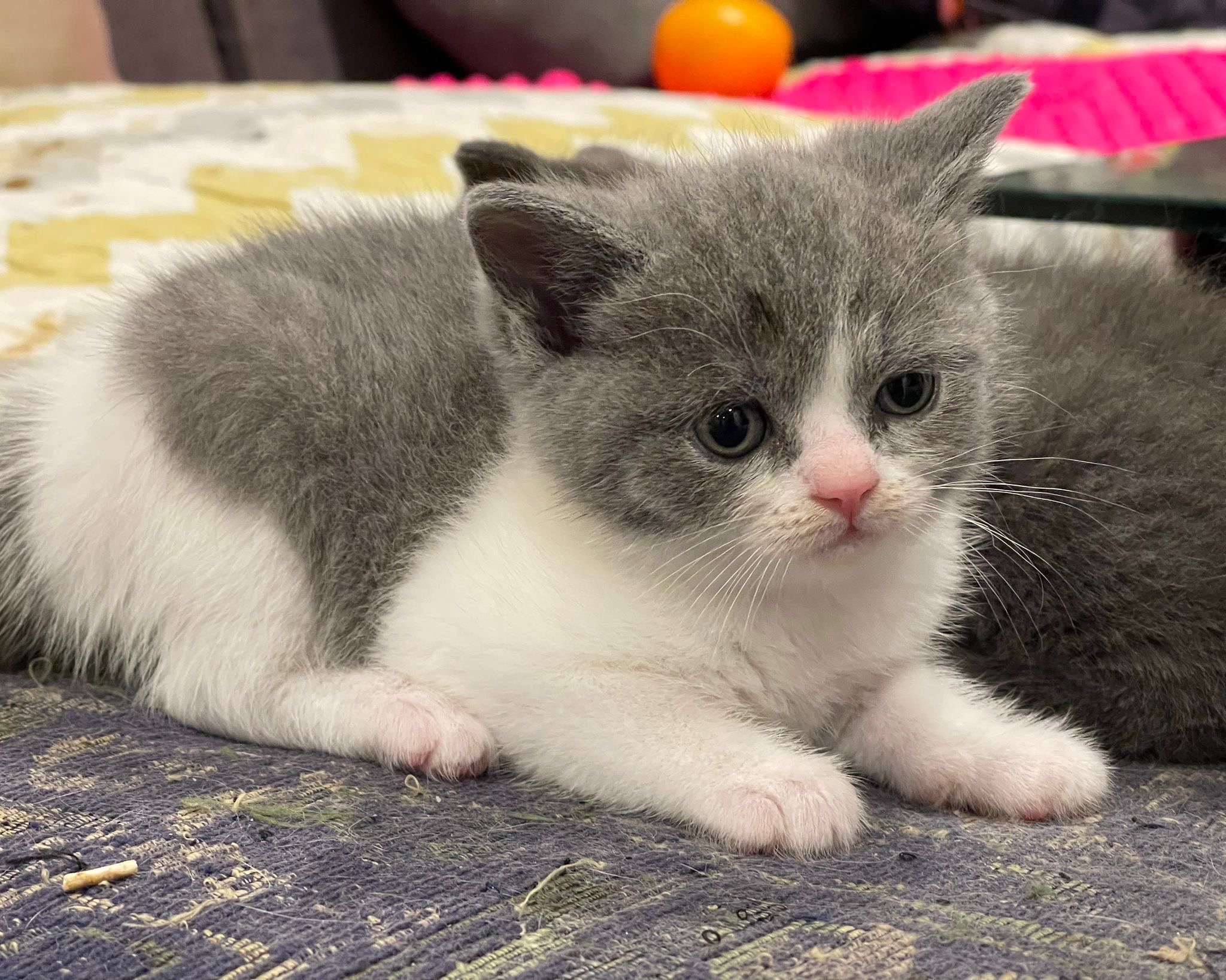 British Shorthair – Box Hill