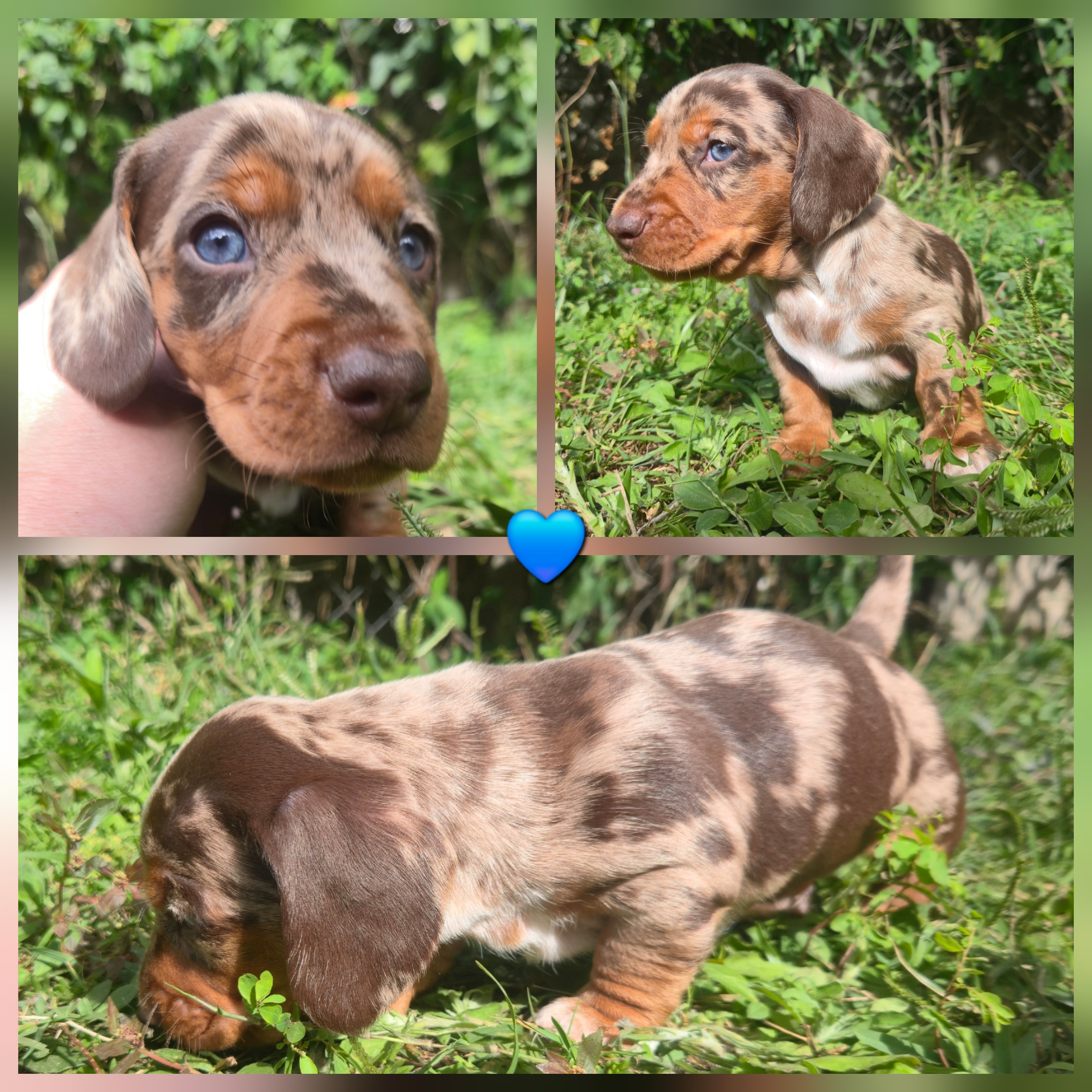 Miniature Dachshund – Surfers Paradise