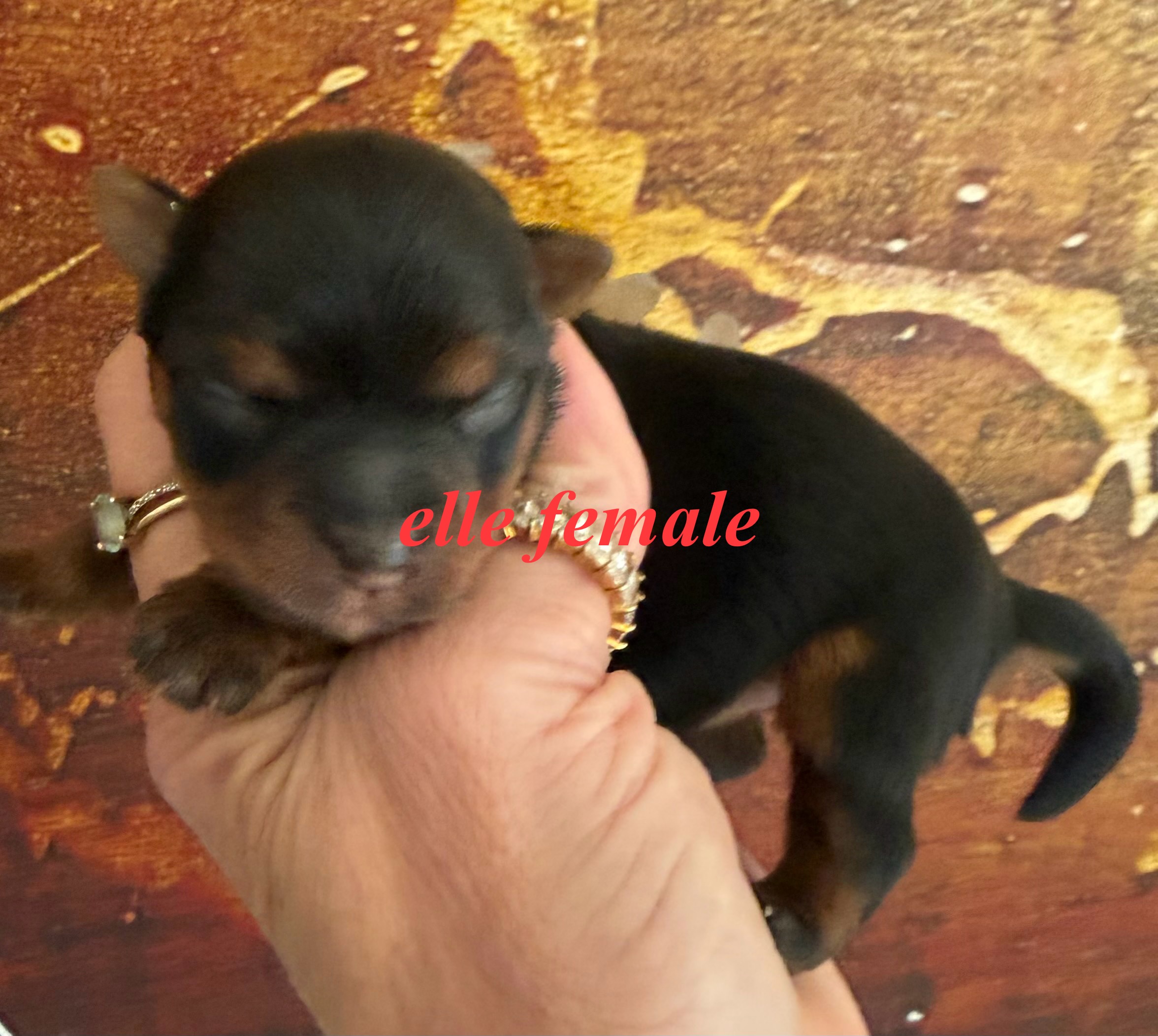 Yorkshire Terrier – Rooty Hill