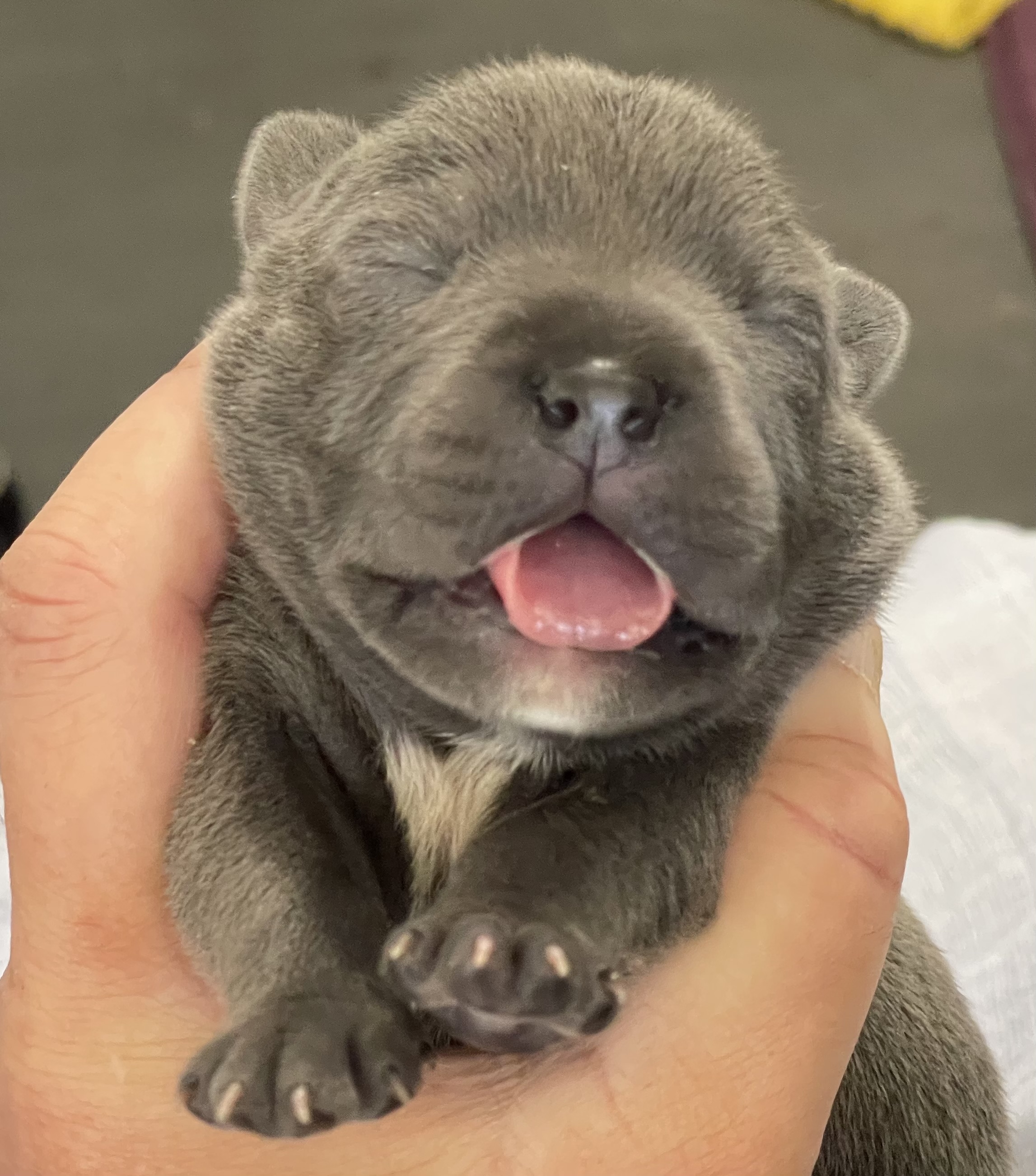 Staffordshire Bull Terrier – Jimboomba