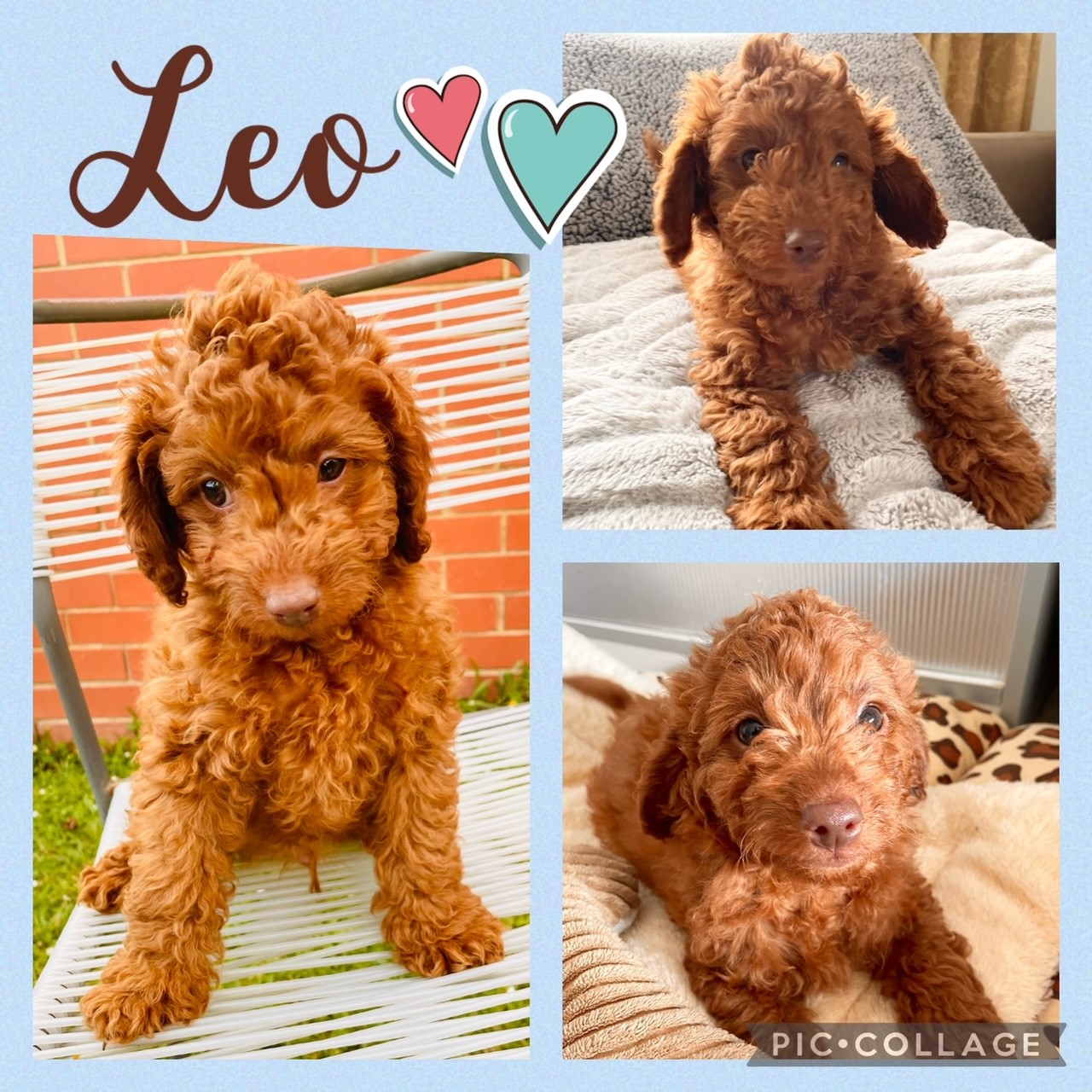 Gorgeous Teddy Toy Cavoodles