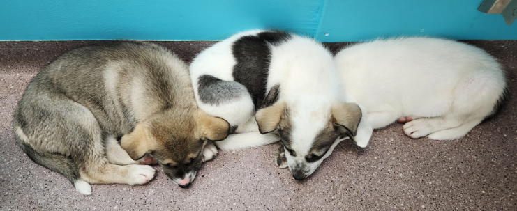 Puppies Norwegian Elkhound X Border Collie