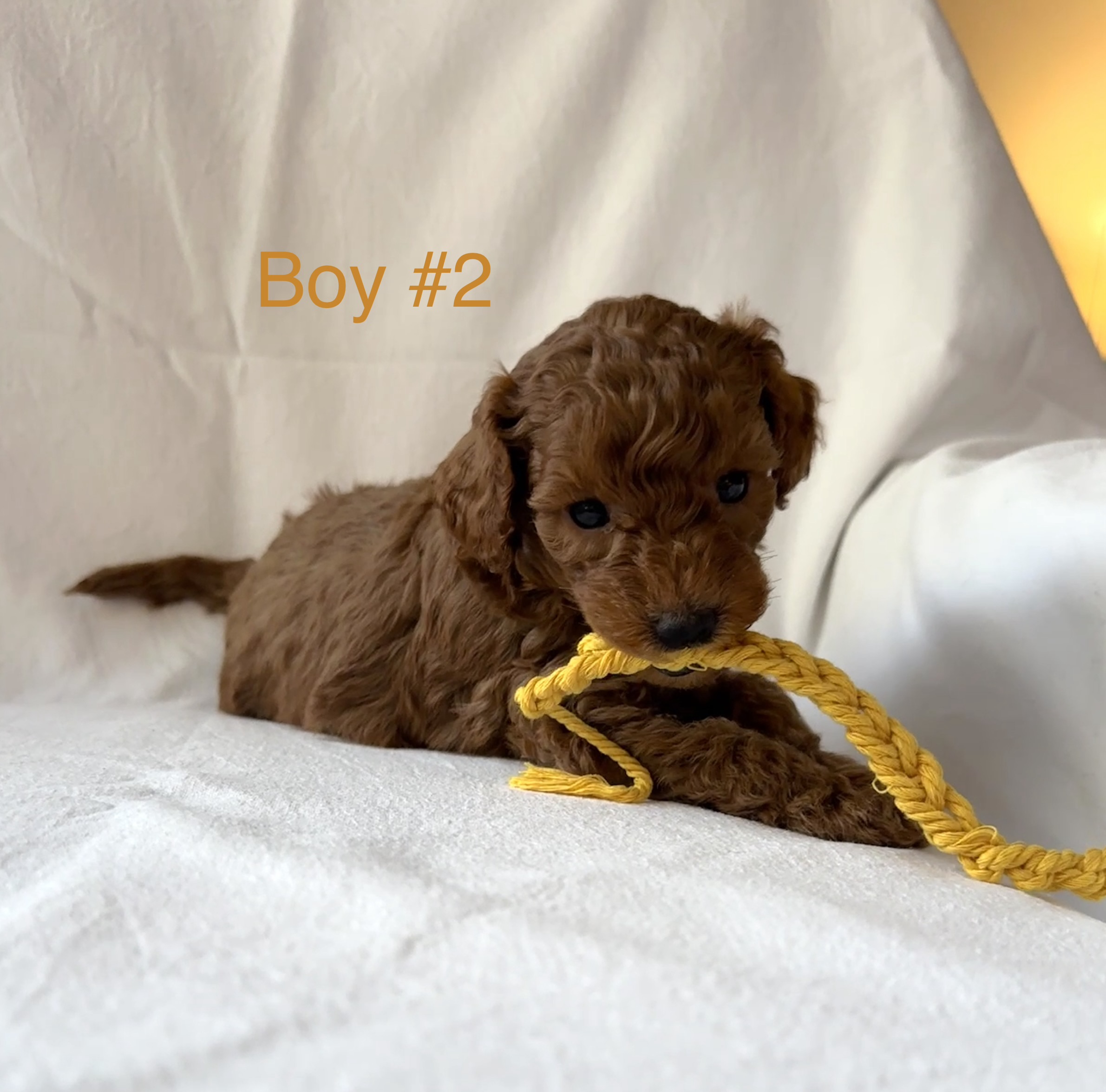 Toy Poodle – Leticia