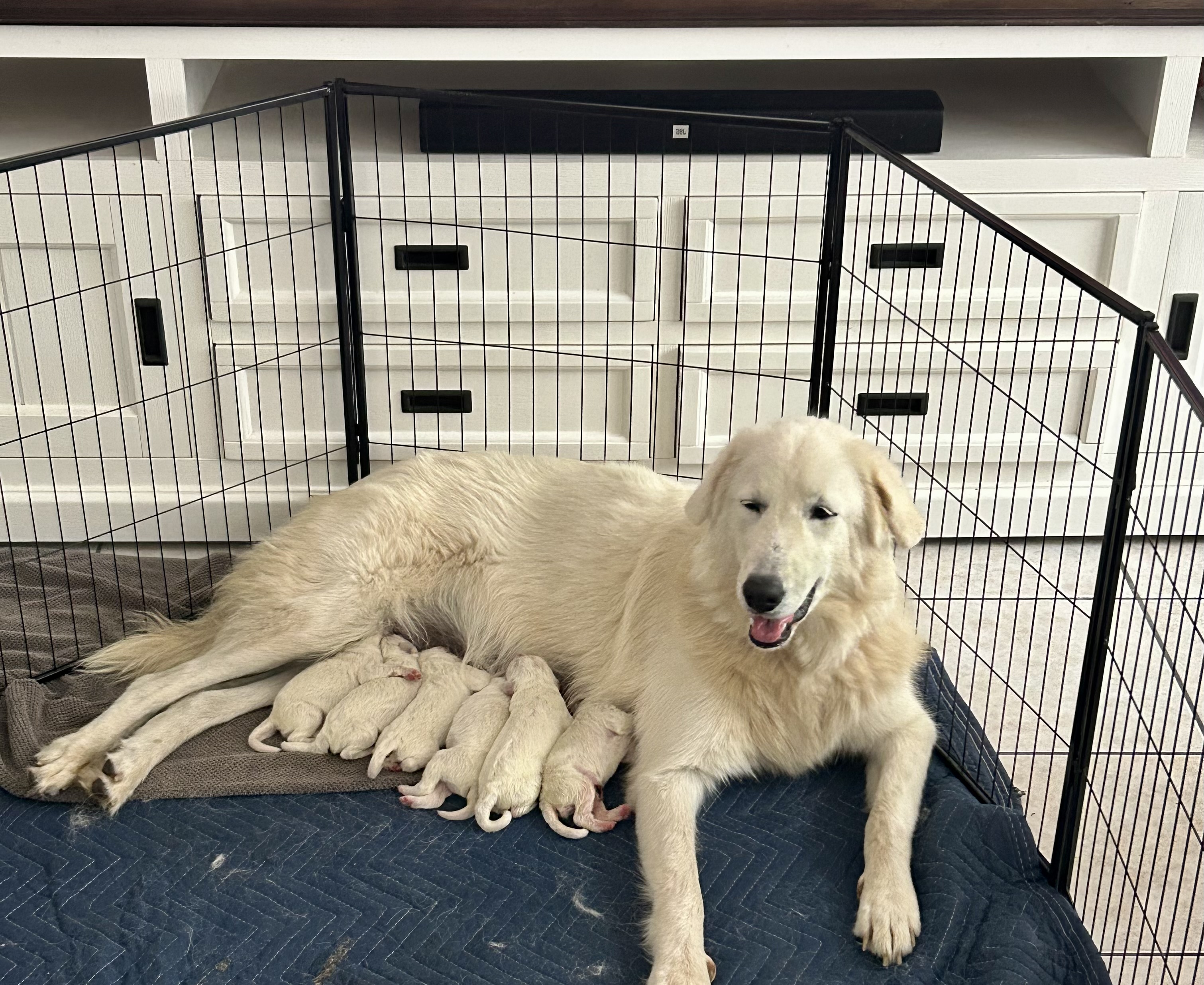 Maremma Sheepdog – Cairns