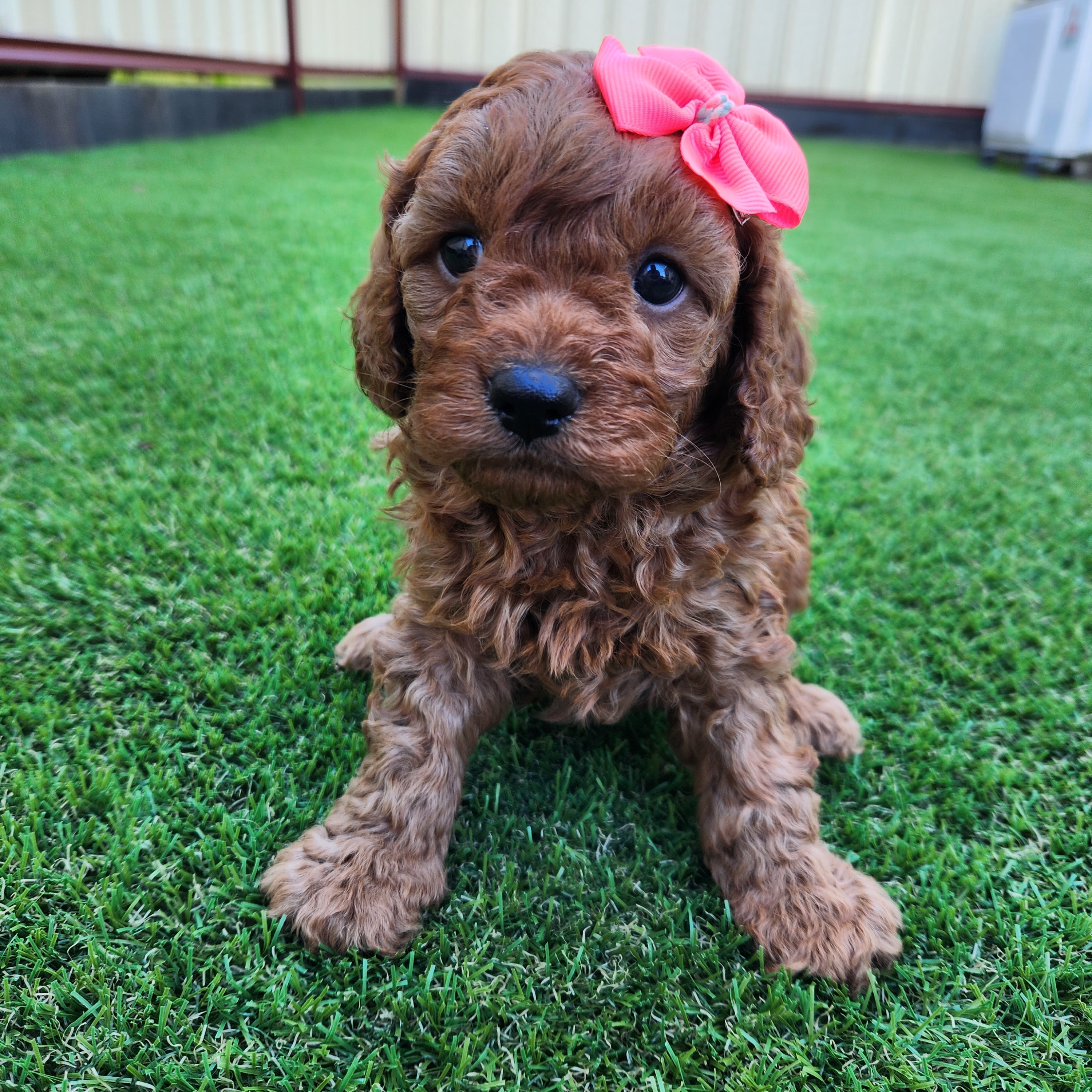 Stunning red Cavoodle