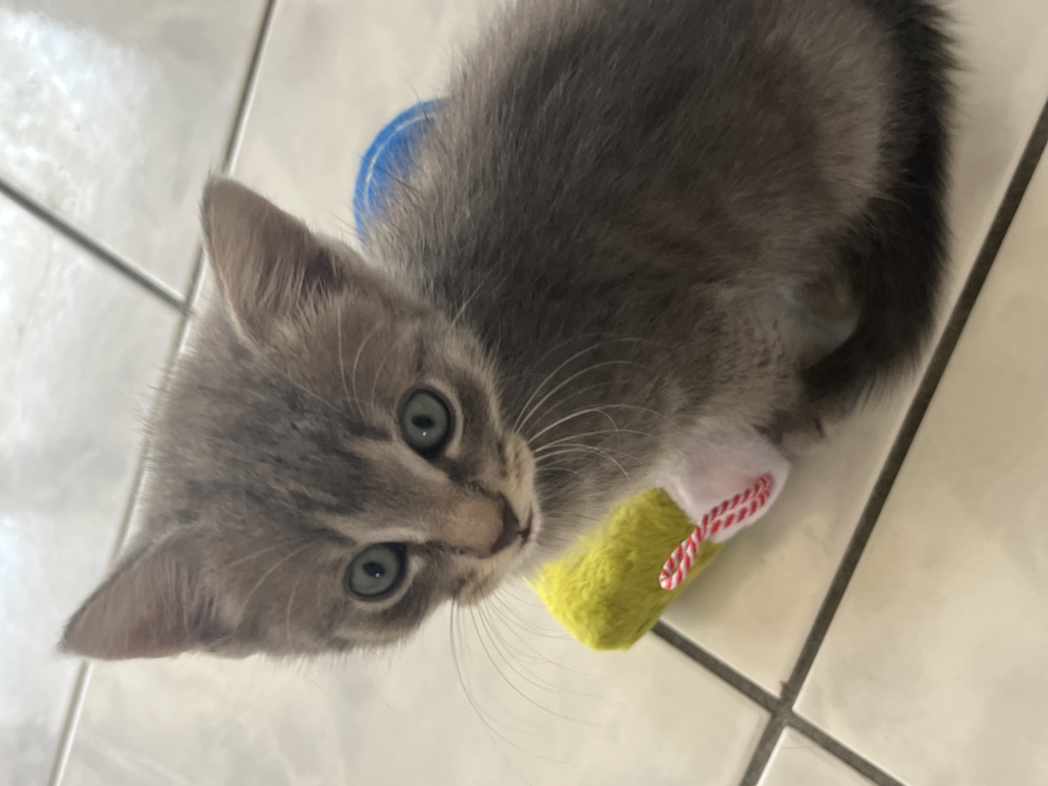 Domestic Medium Hair (DMH) – Aneta