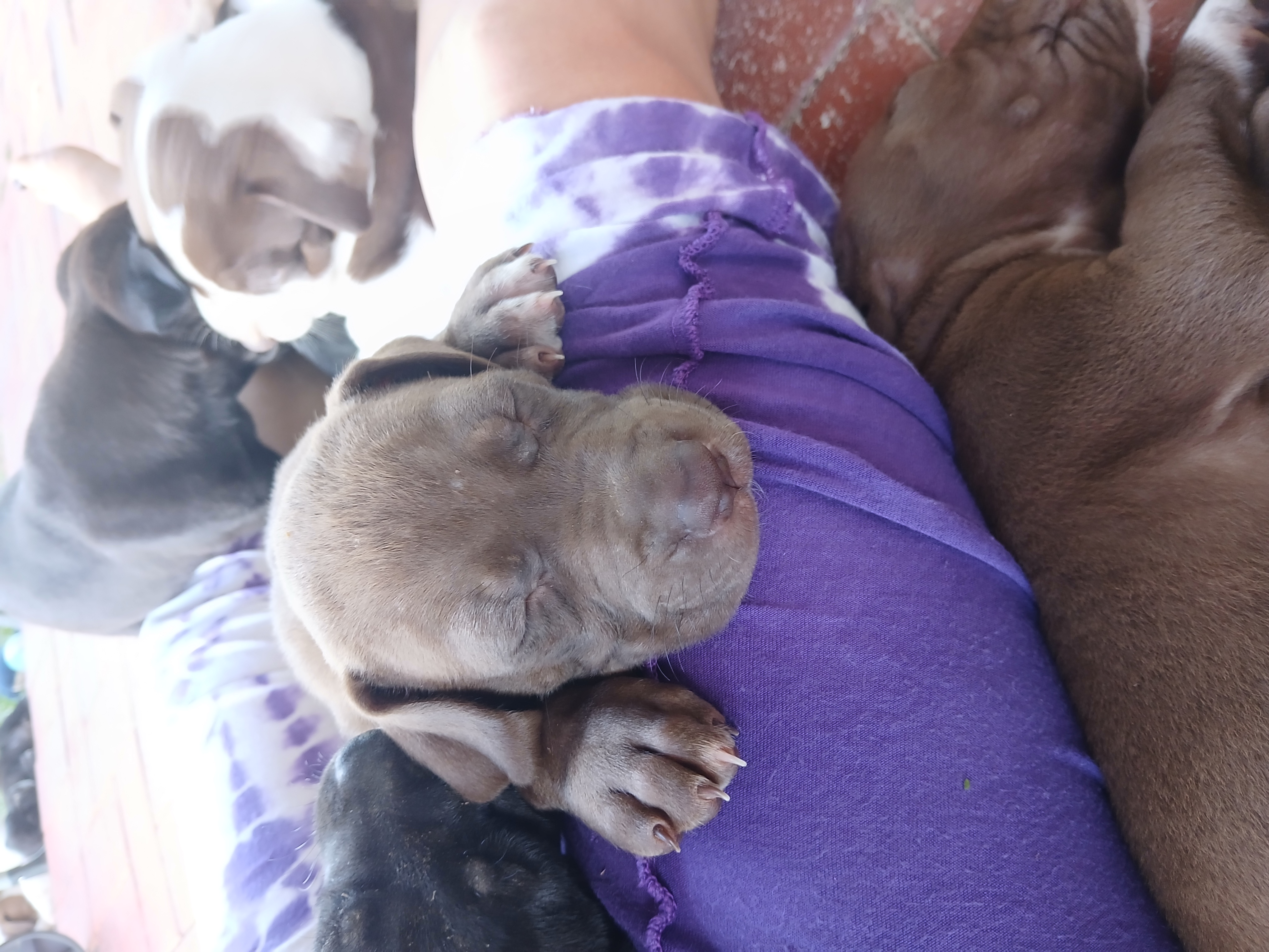 Dogs - Nome - PetsForHomes