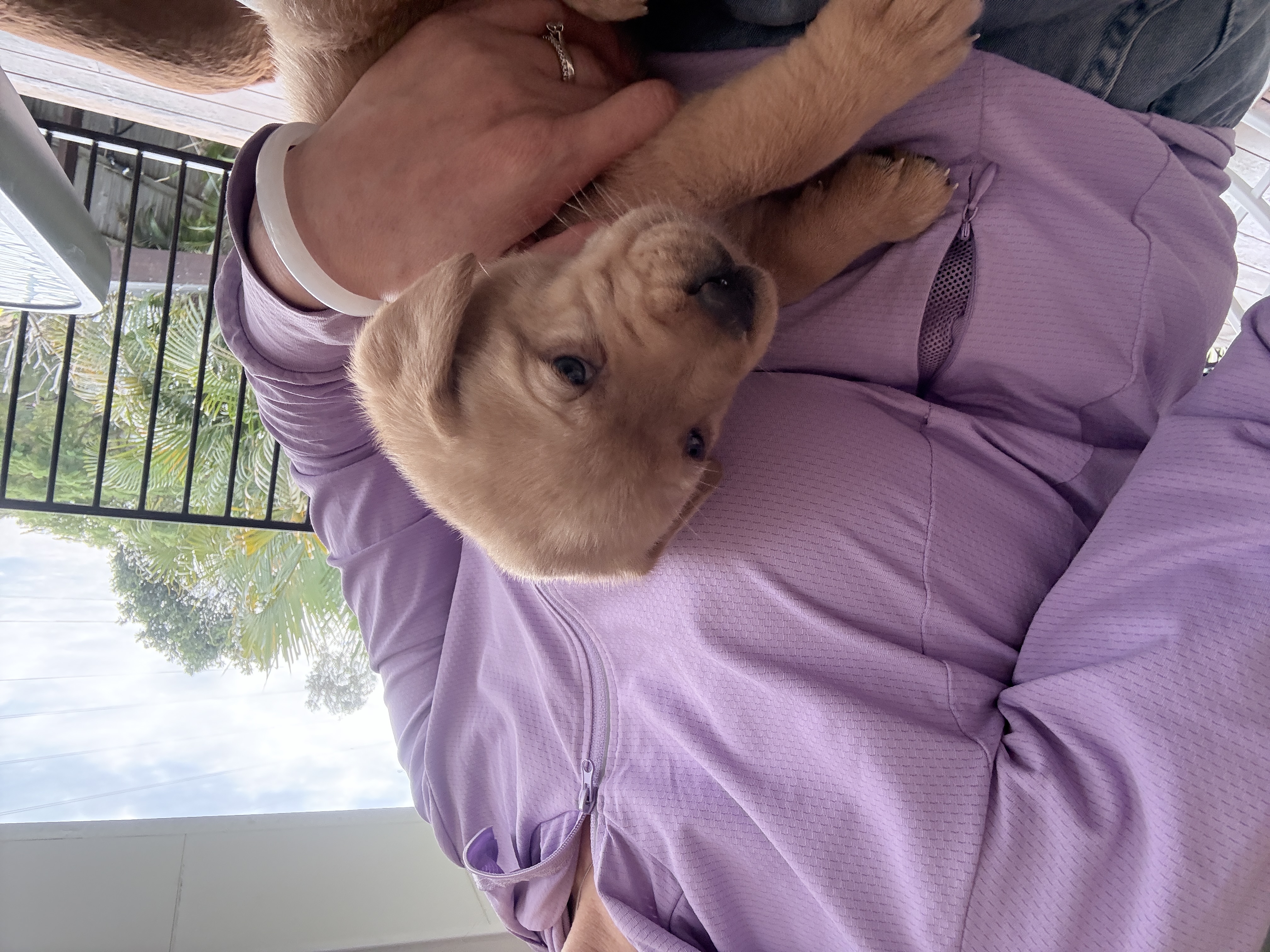 Labrador Retriever – Camira