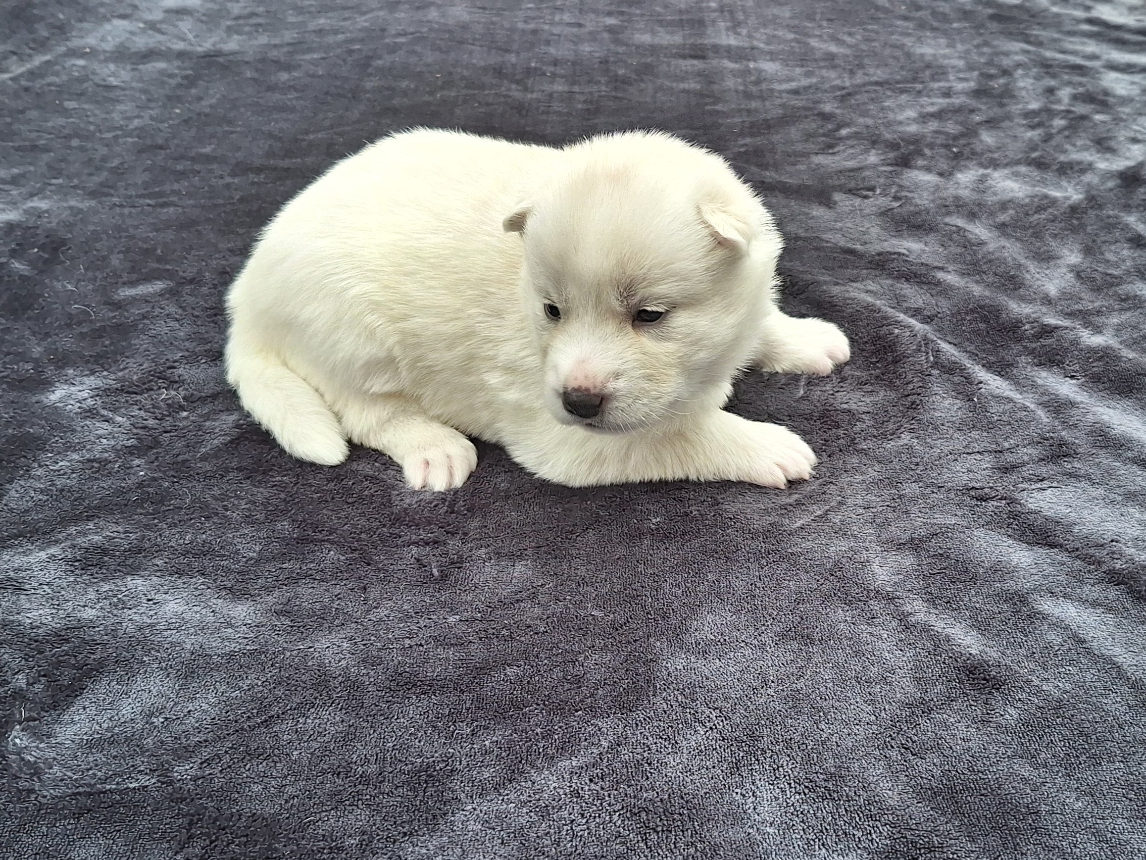 Husky – Ellalong