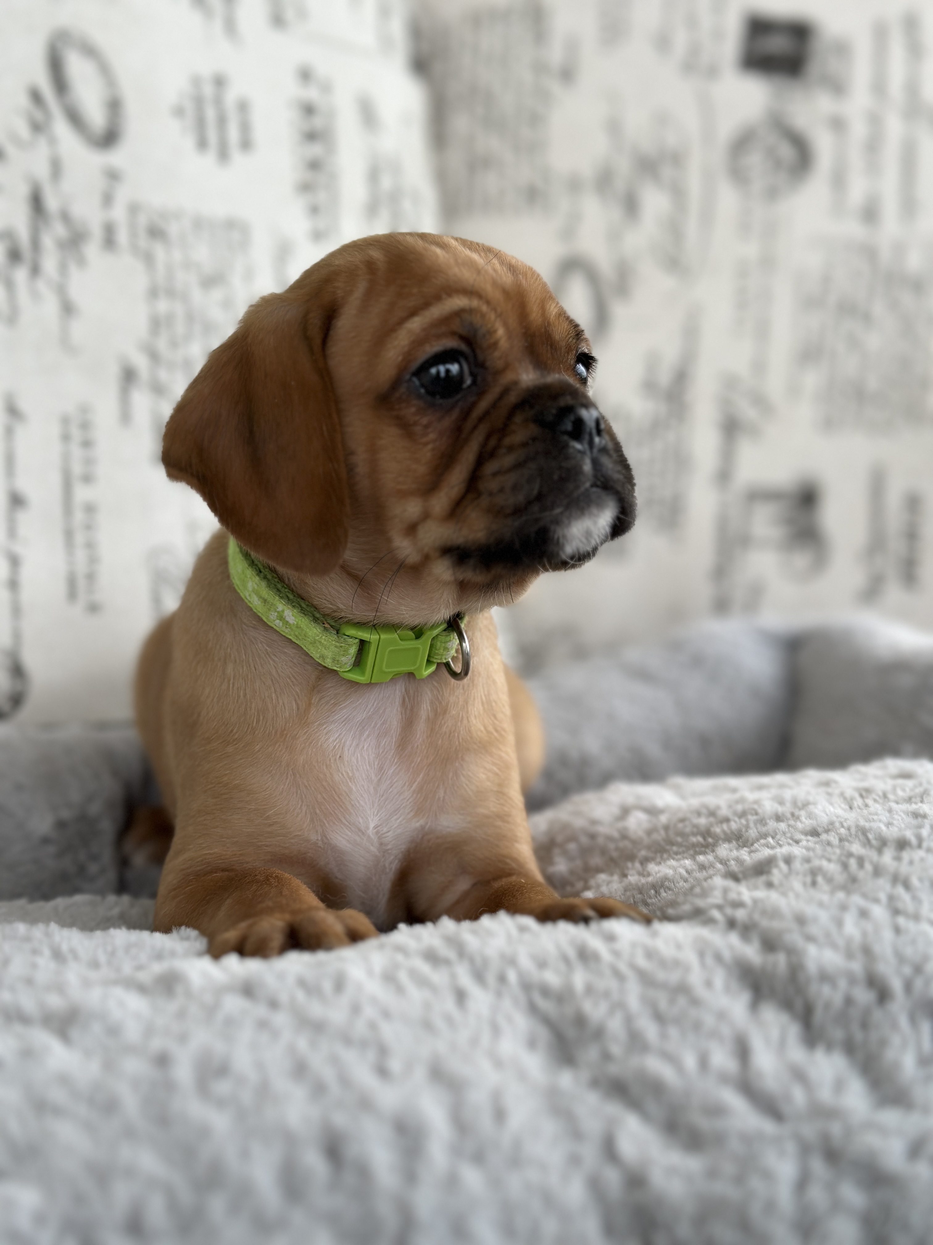 Pugalier (Pug x King Charles Cavalier) - Delivery available to SYD/MEL