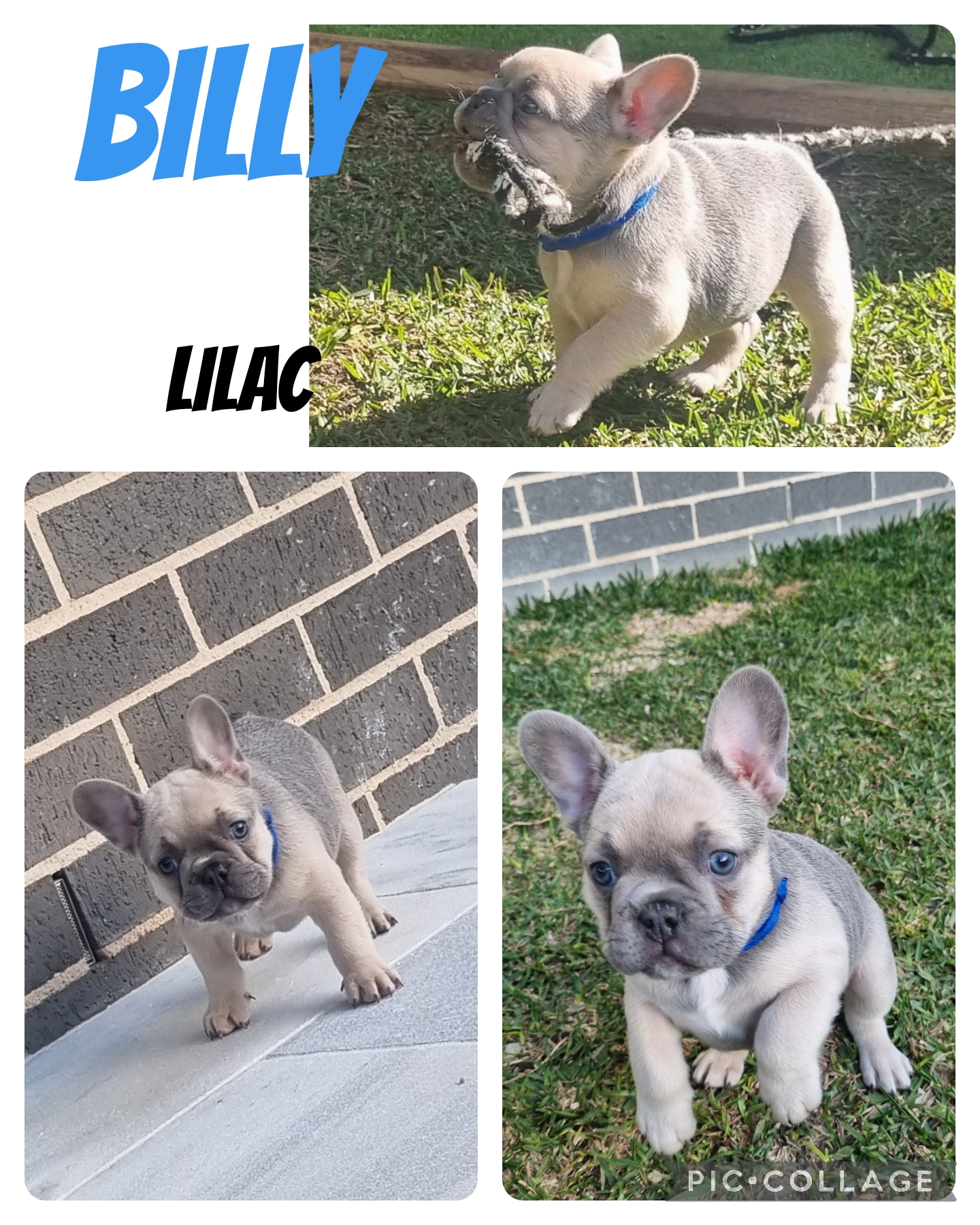 French Bulldog – Gregory Hills