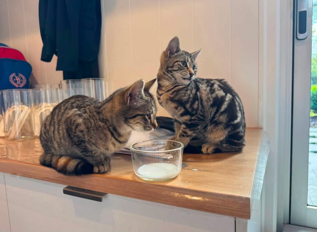 Domestic Short Hair (DSH) – Toowoomba