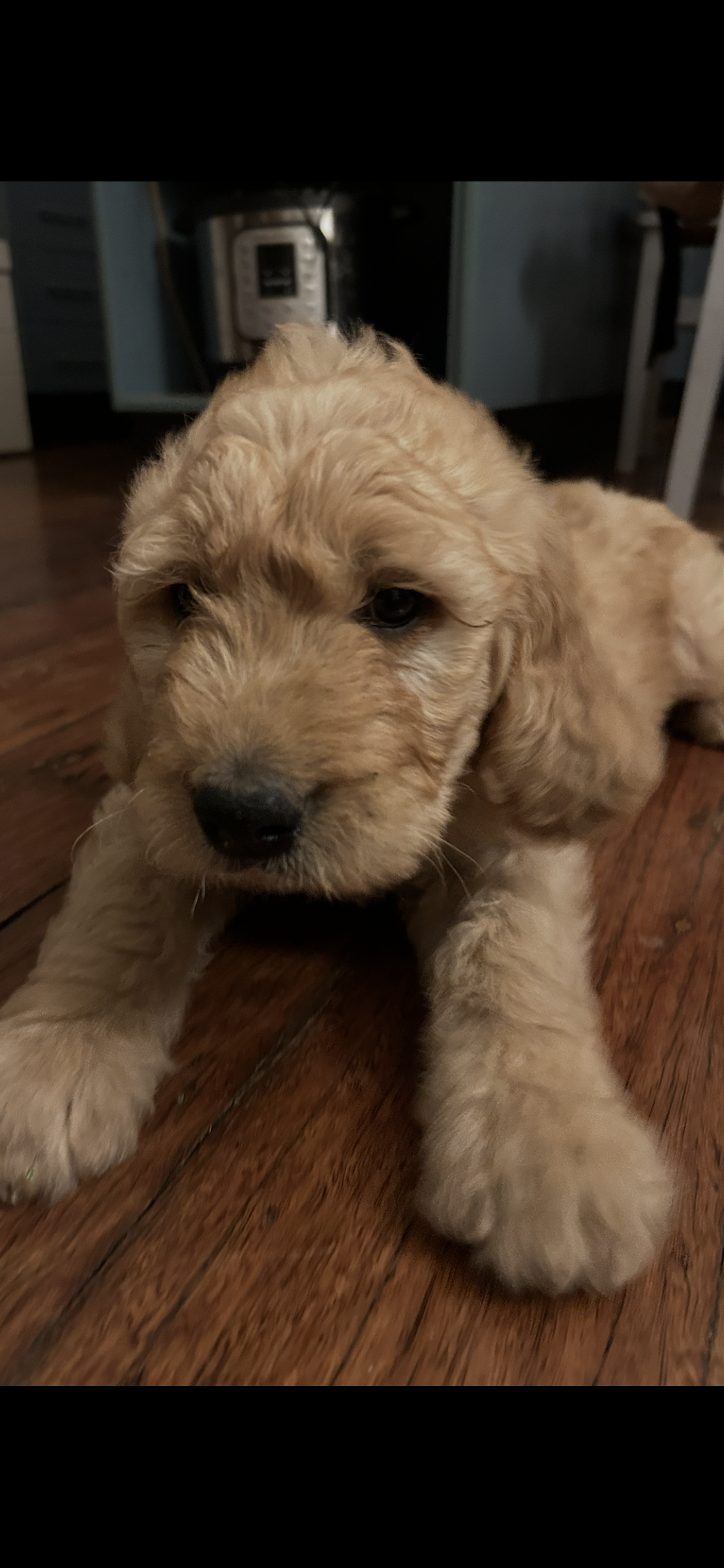 Groodle – Herberton