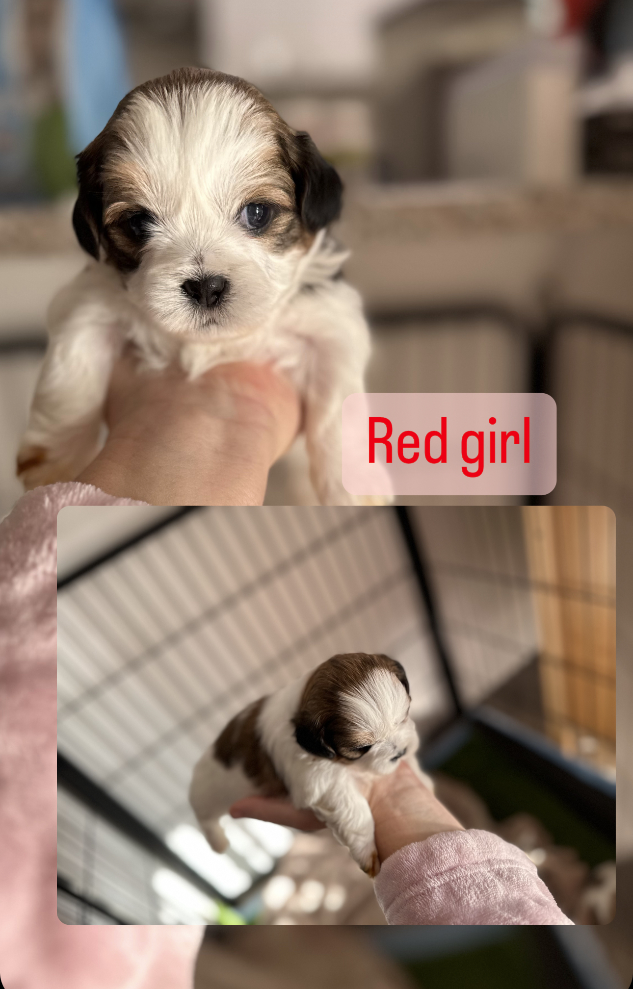 Shih Tzu / Maltese puppies