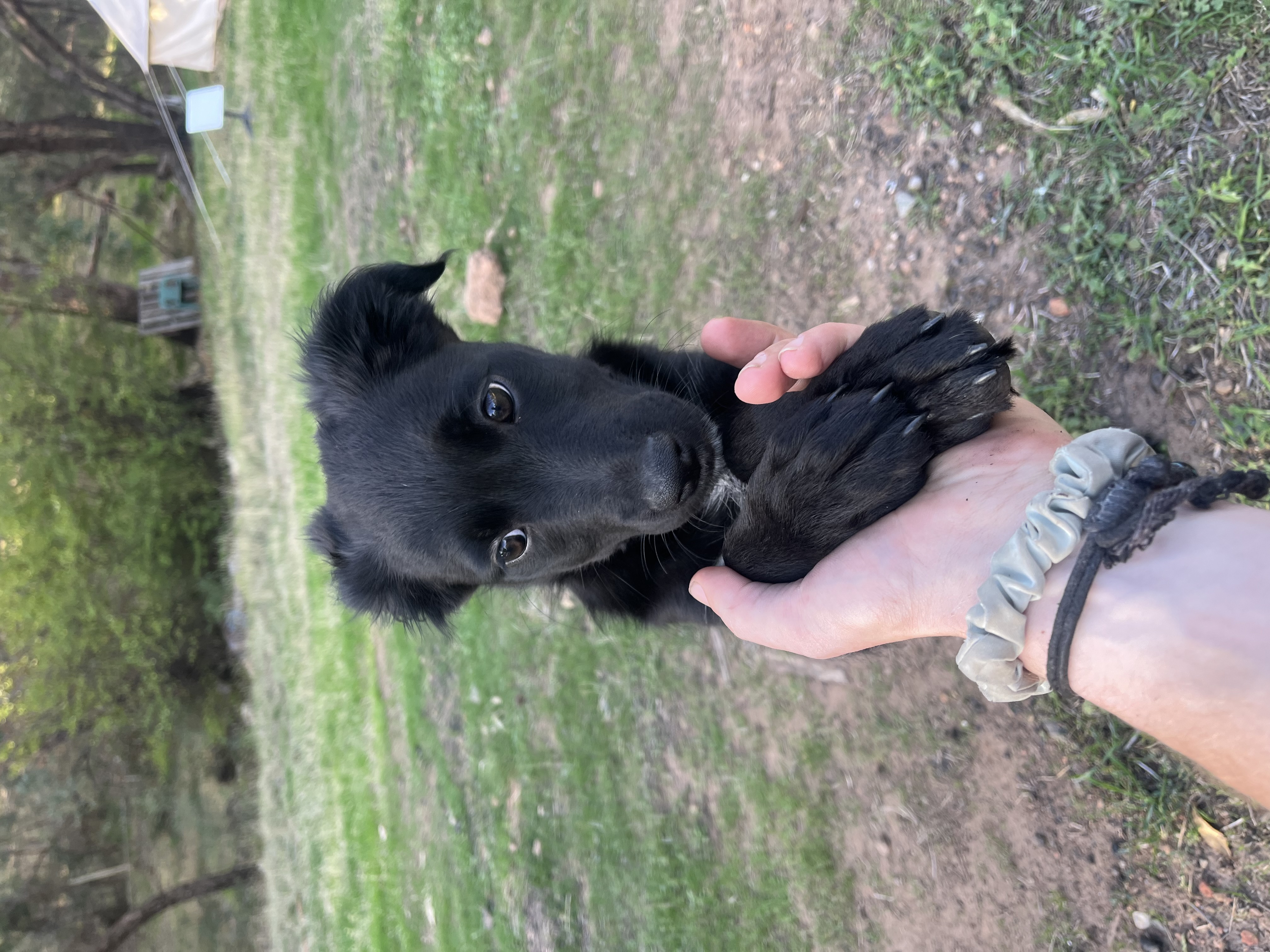 Australian Kelpie – Warradale