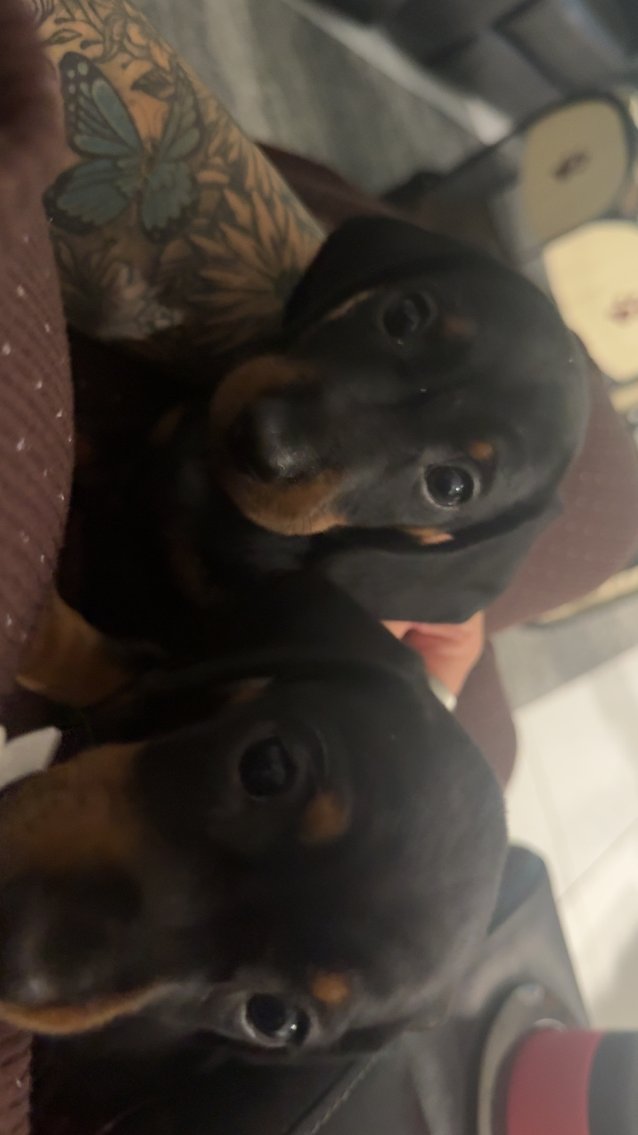 Miniature Dachshund – Ballarat