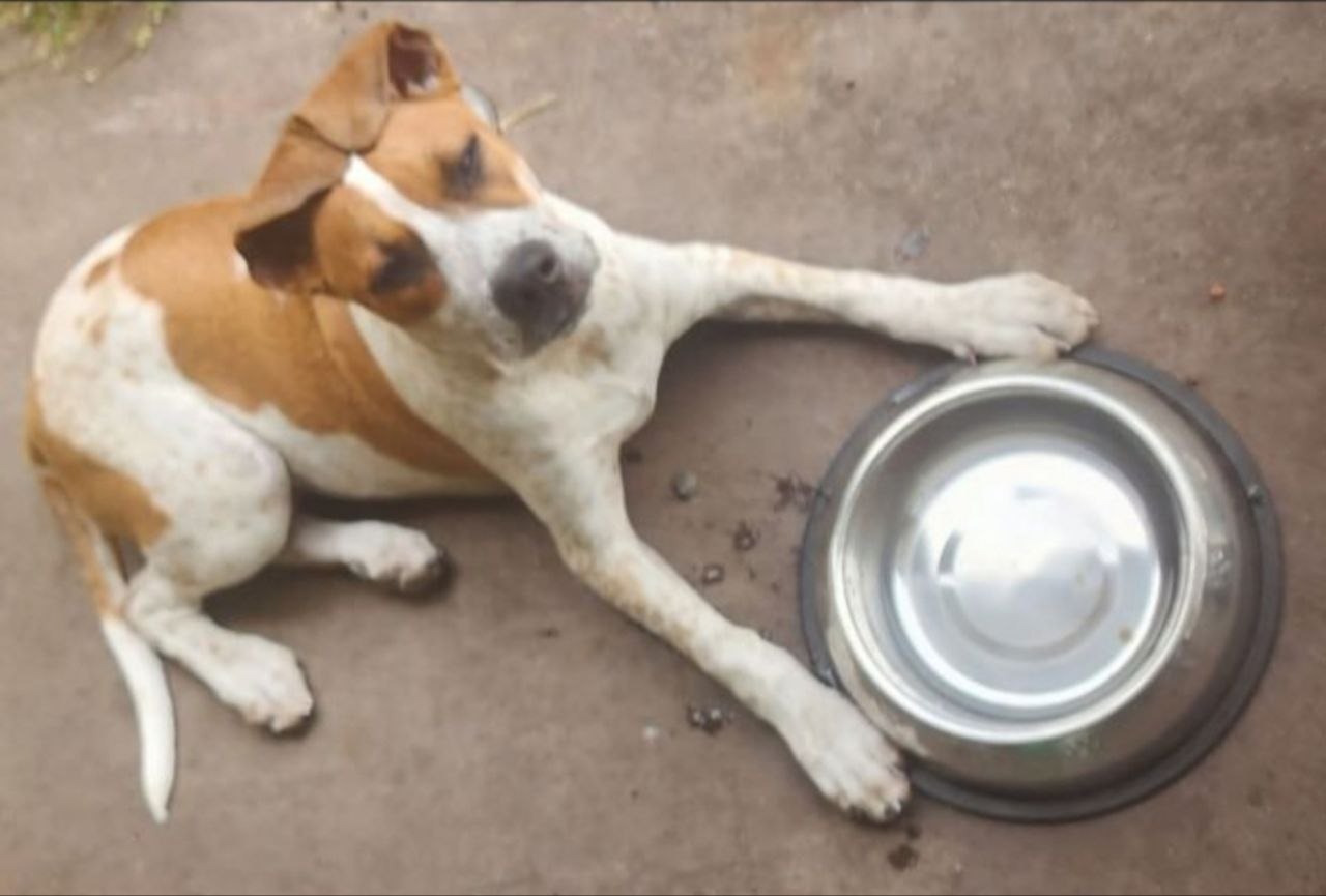 American Staffordshire Bull Terrier – Claudia