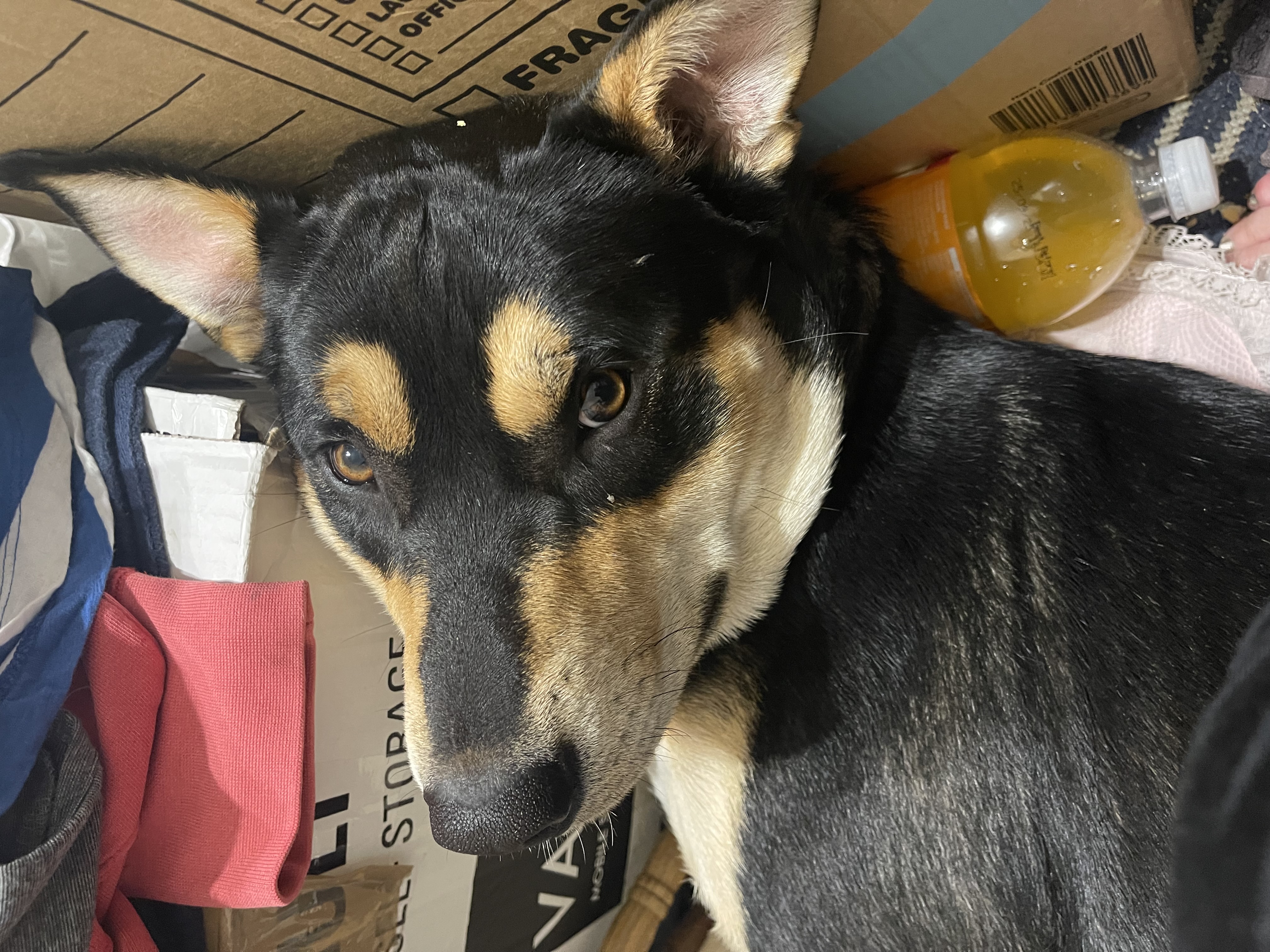 Australian Kelpie – Mannum