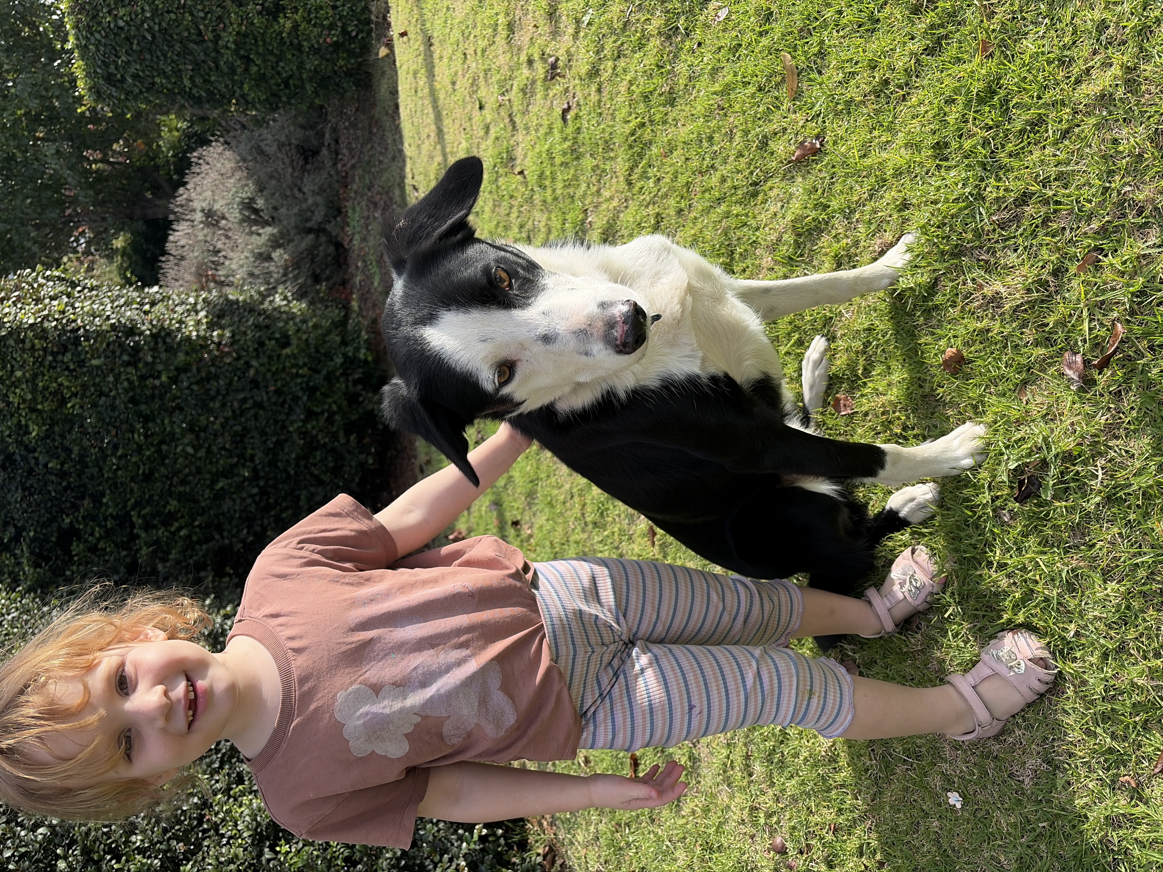 Border Collie – Adelaide