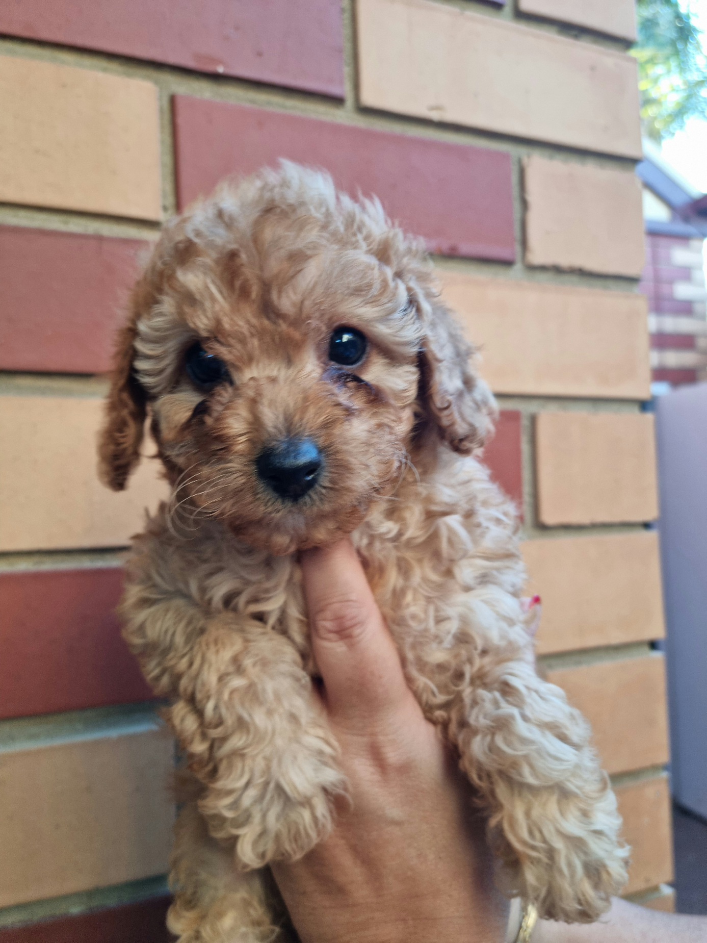 Cavoodle - Williamstown