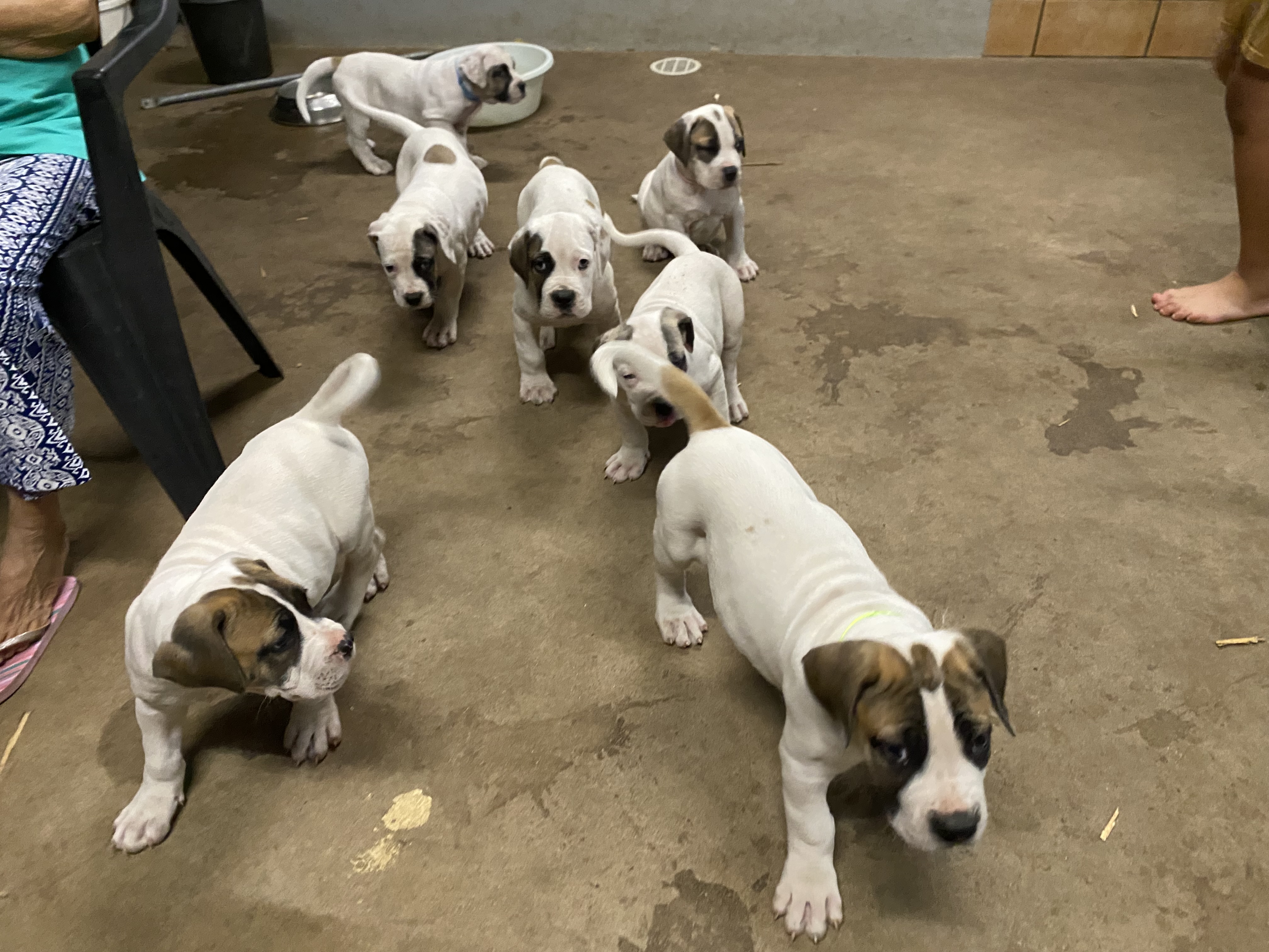 Mastiff – Gunn