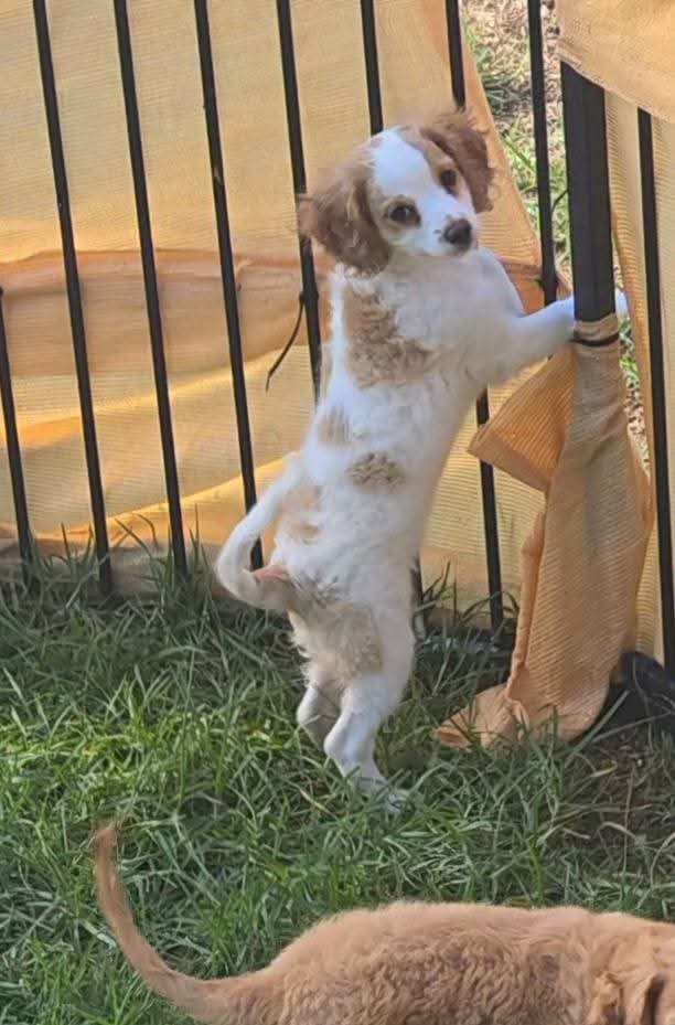 Cavoodle – Kingaroy