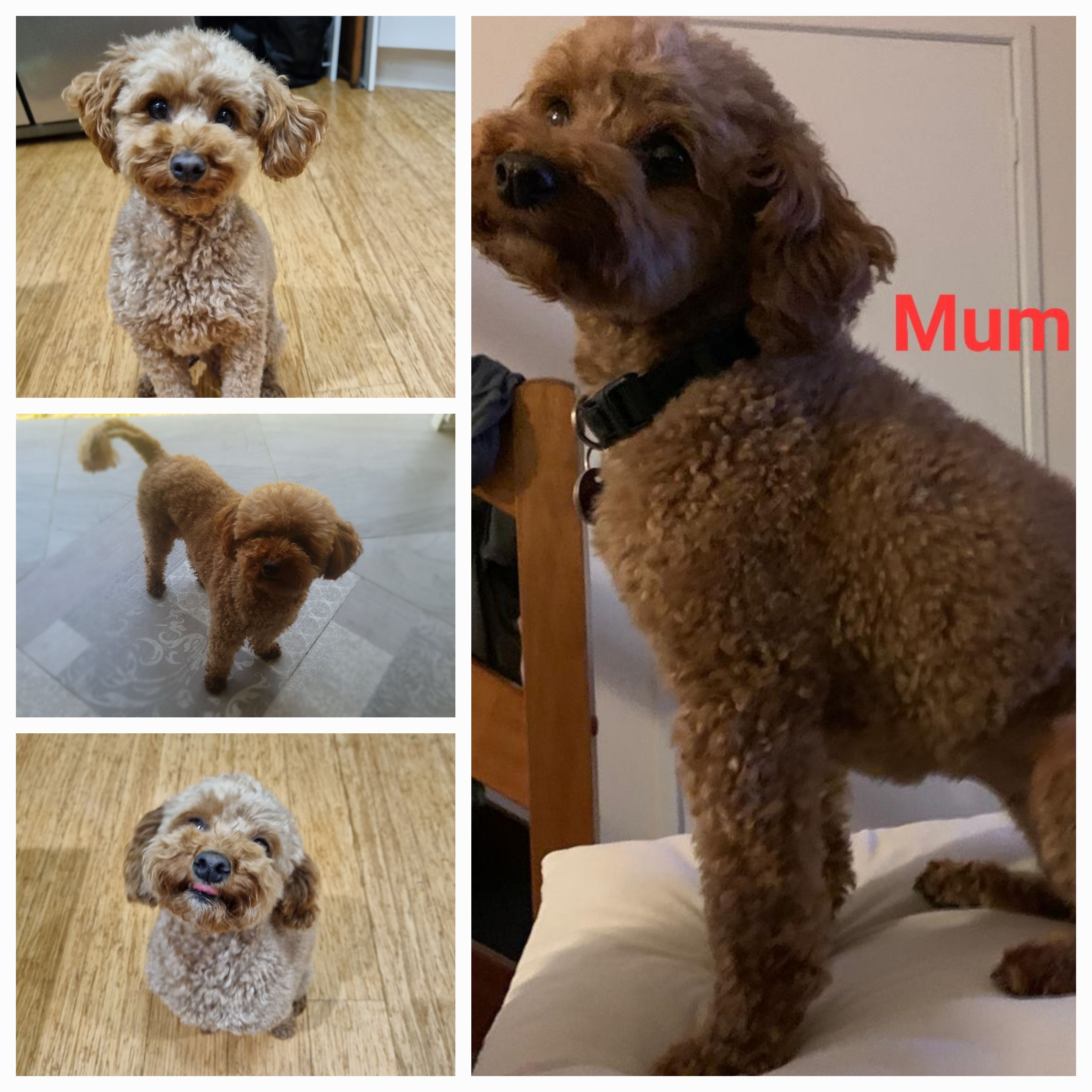 Poodle Mini – Moggill