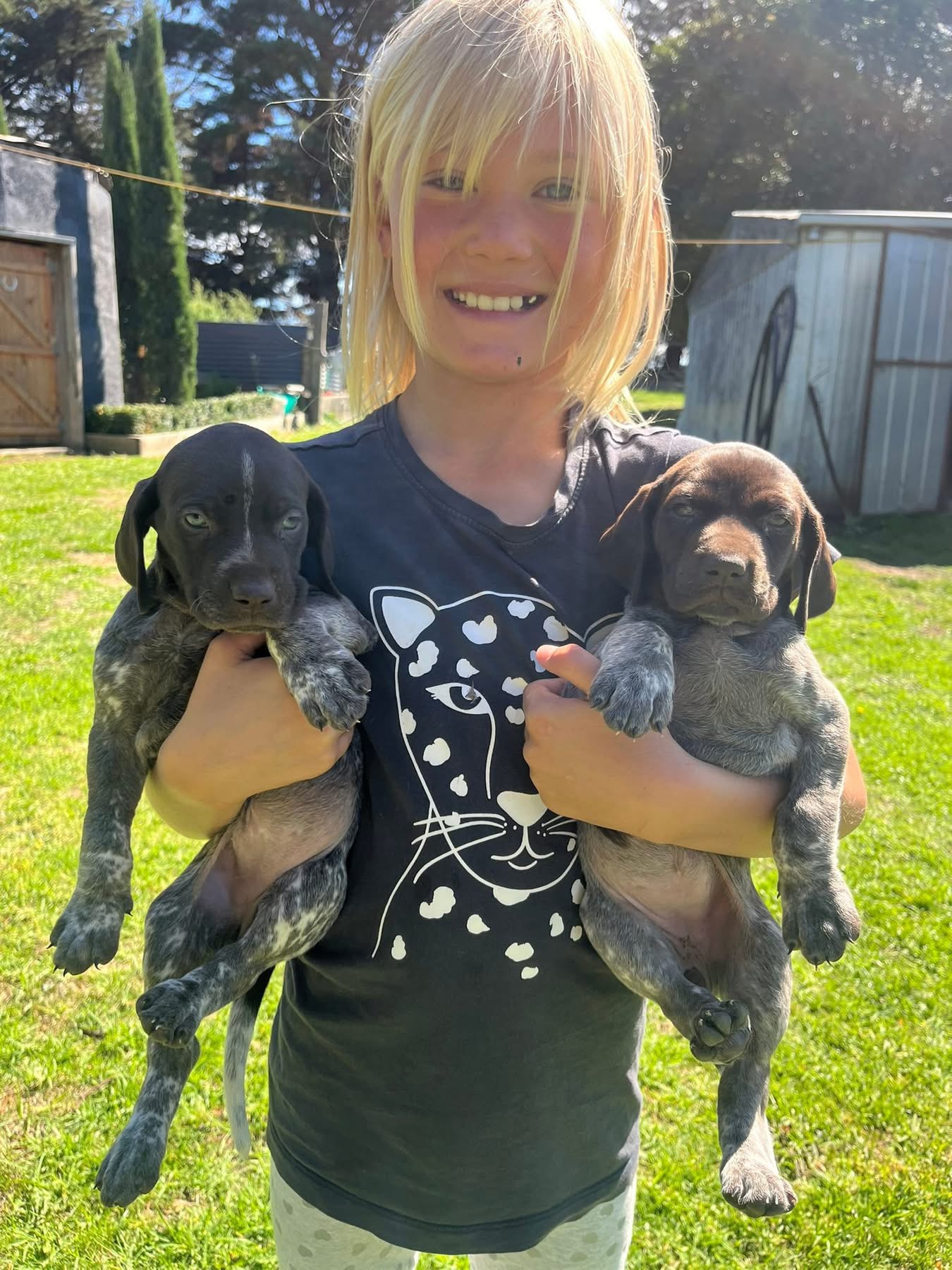 German Shorthaired Pointer – Terang