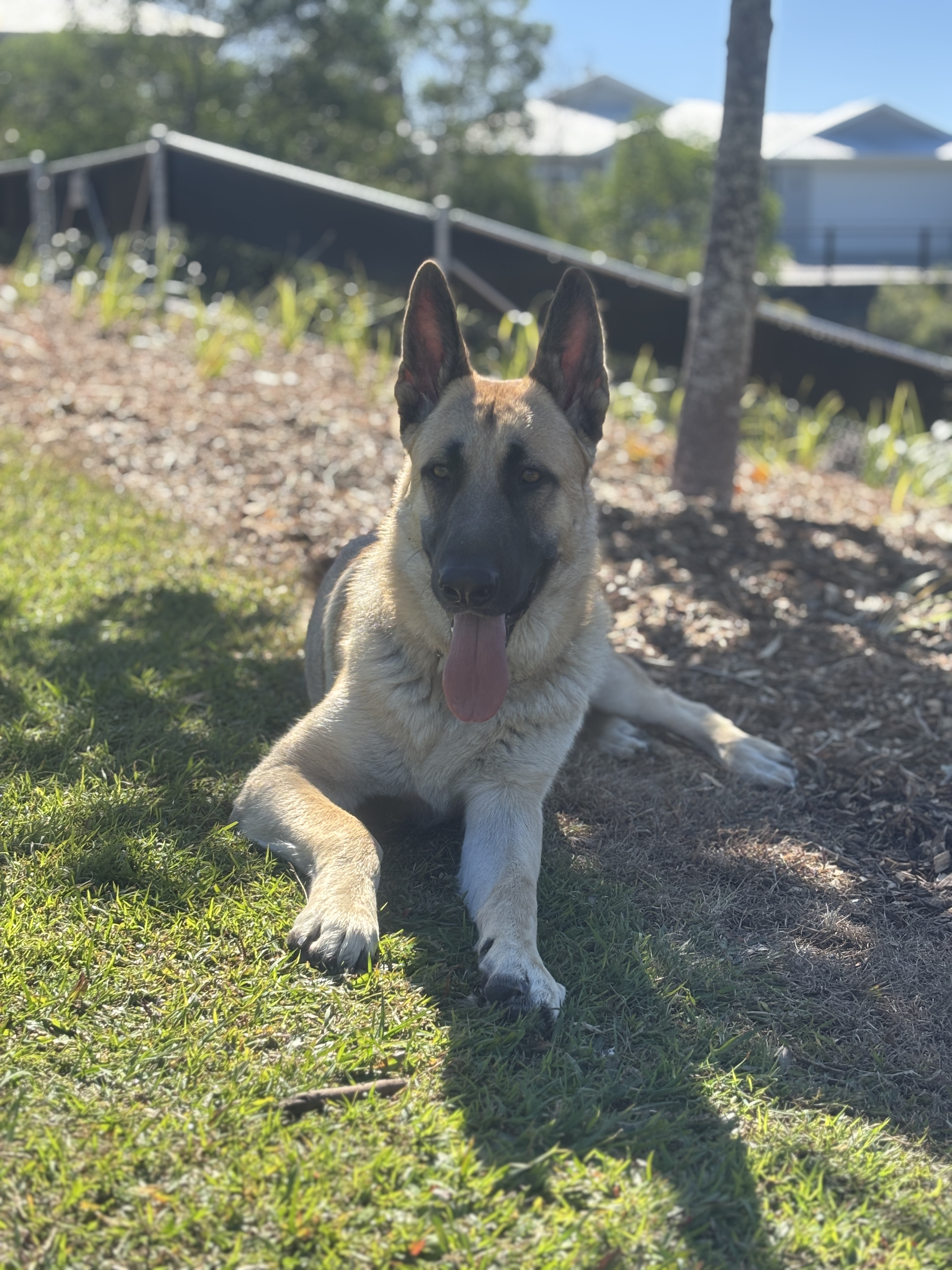 German Shepherd – Warner