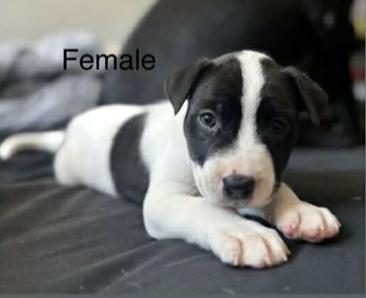 Great Dane – Park Ridge