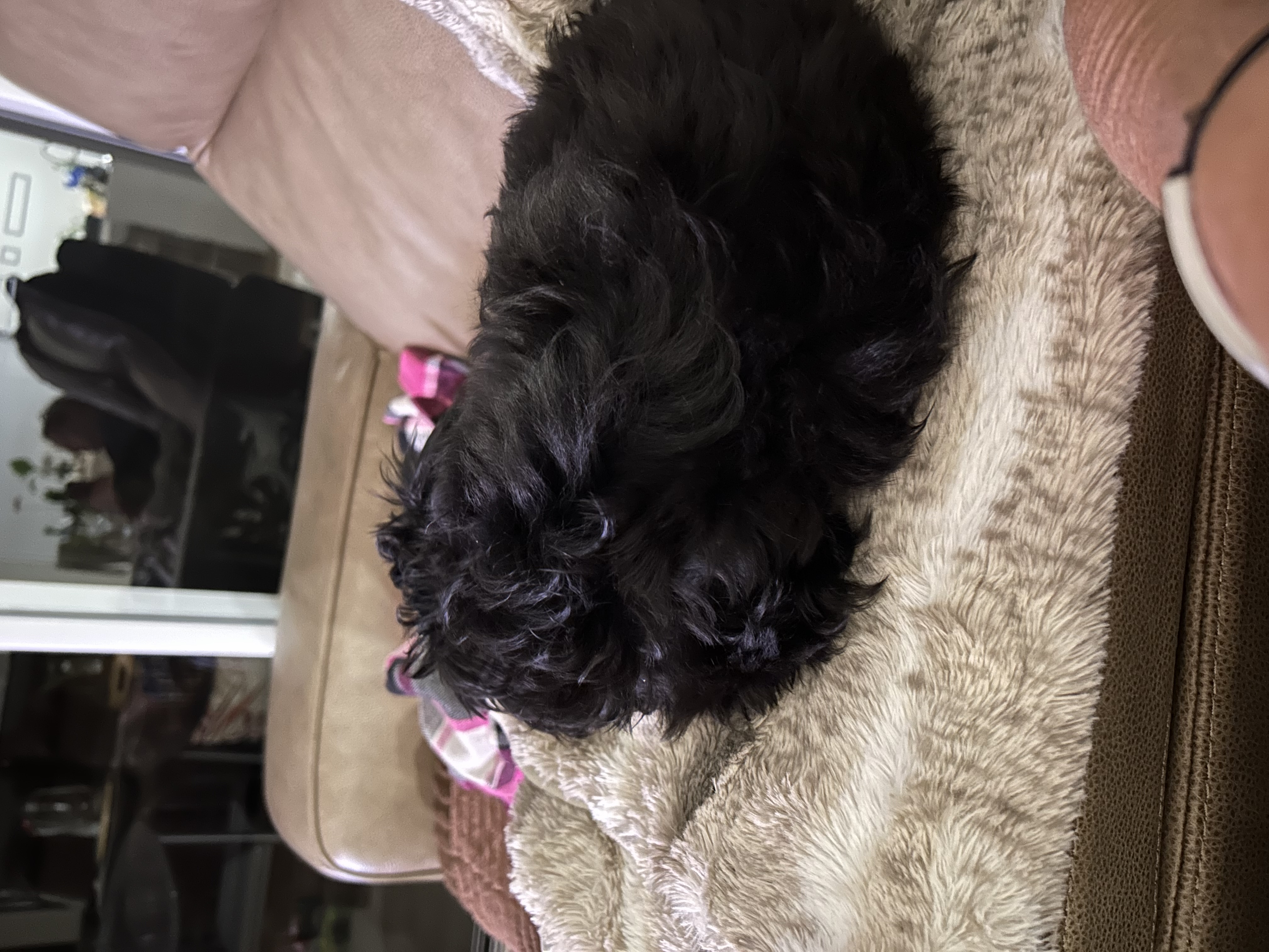 Toy Poodle – Glamorgan Vale