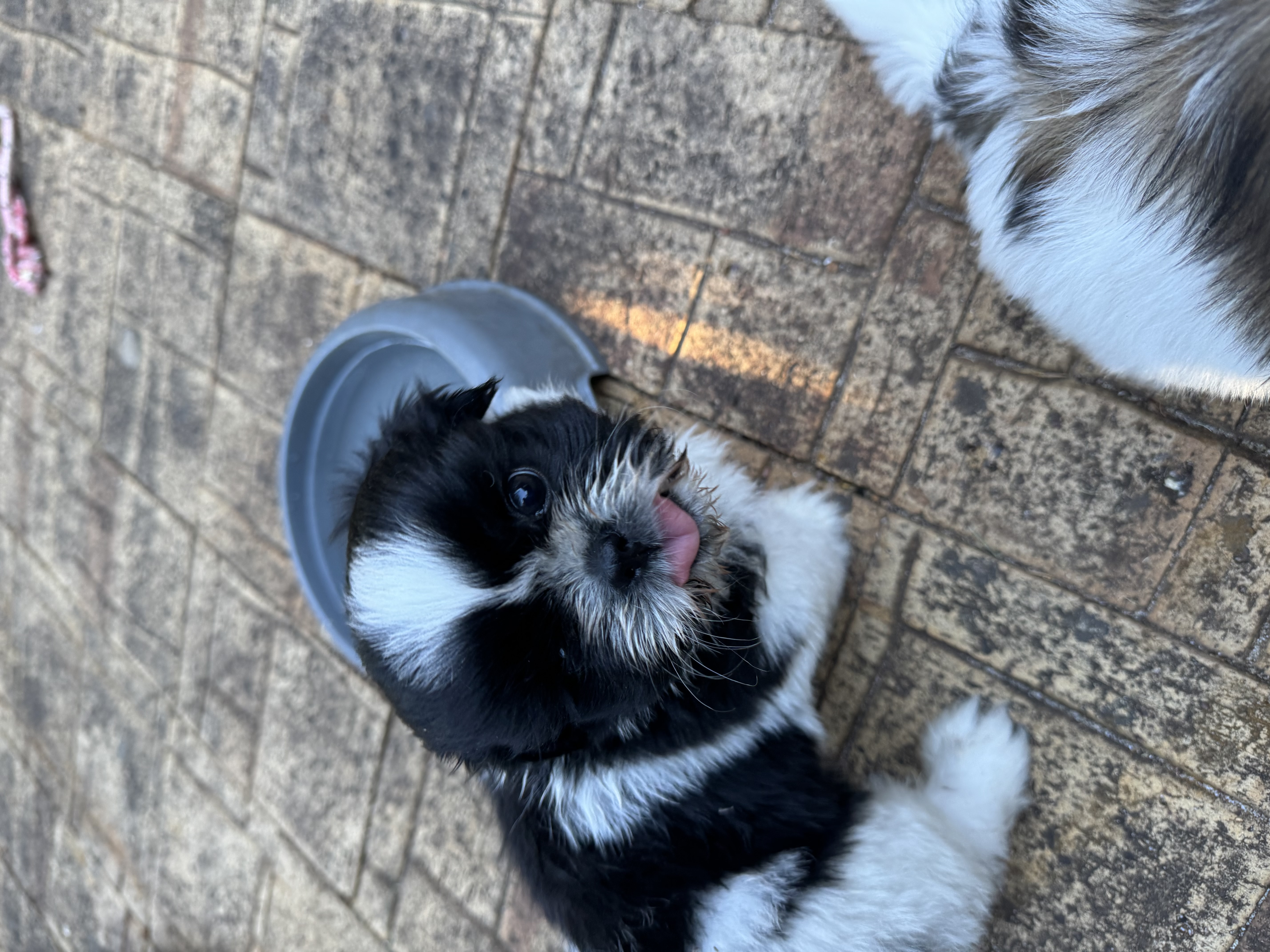 Shih Tzu – Roleystone