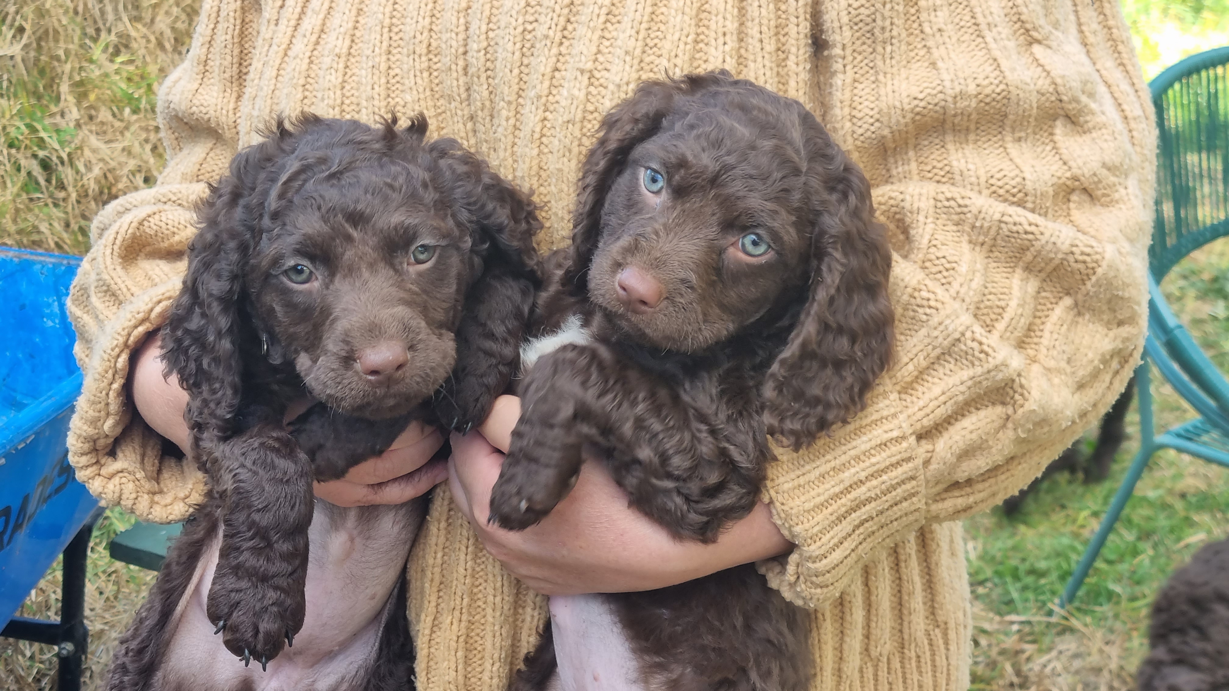 Murray Retriever – Longlea