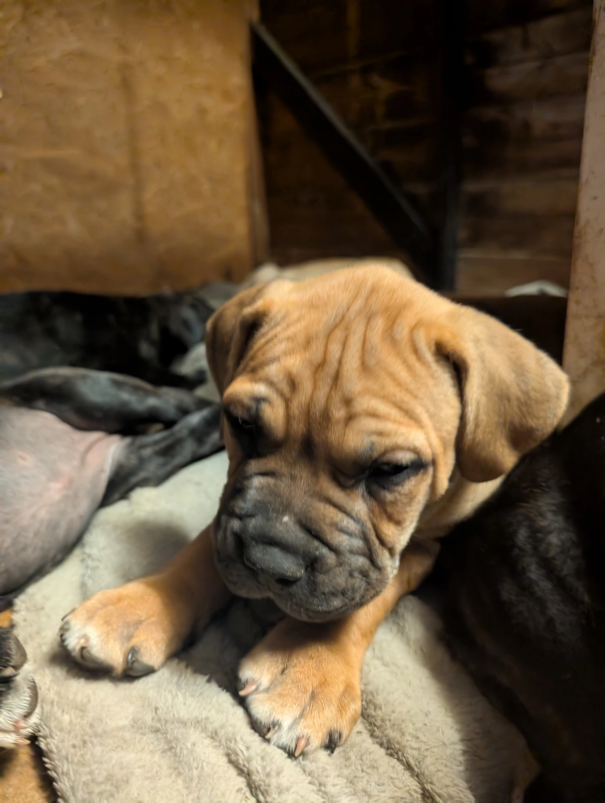 Bullmastiff - Stratton