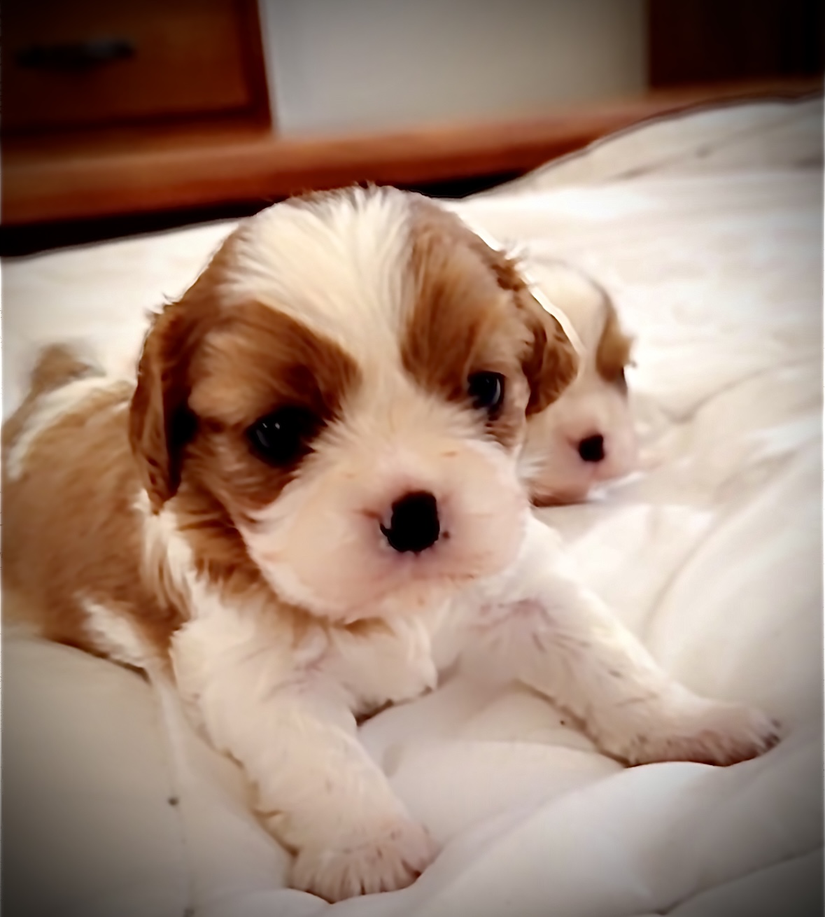 Royal Duchess Cavaliers Parker