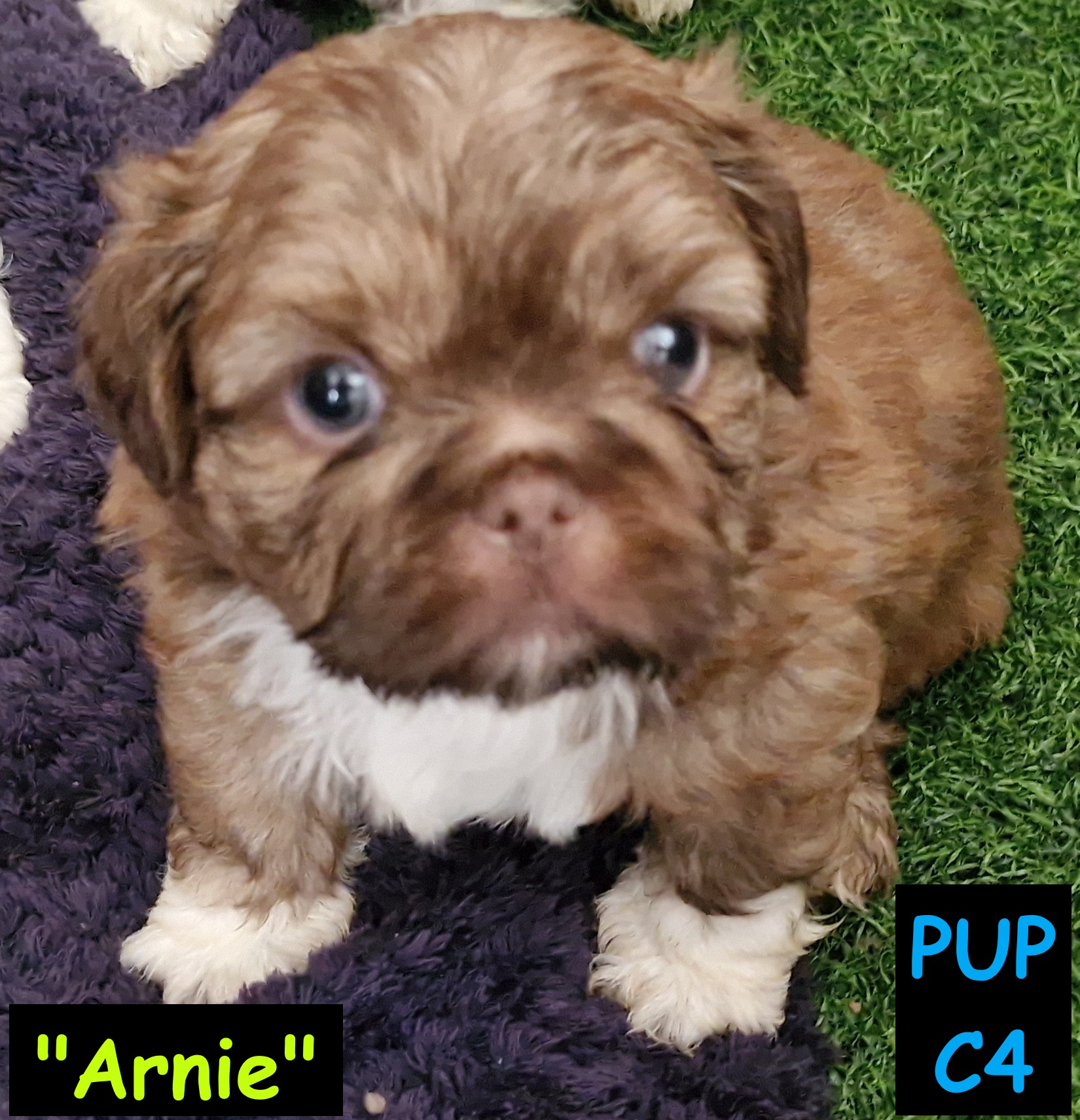 Shih Tzu – Bellmere