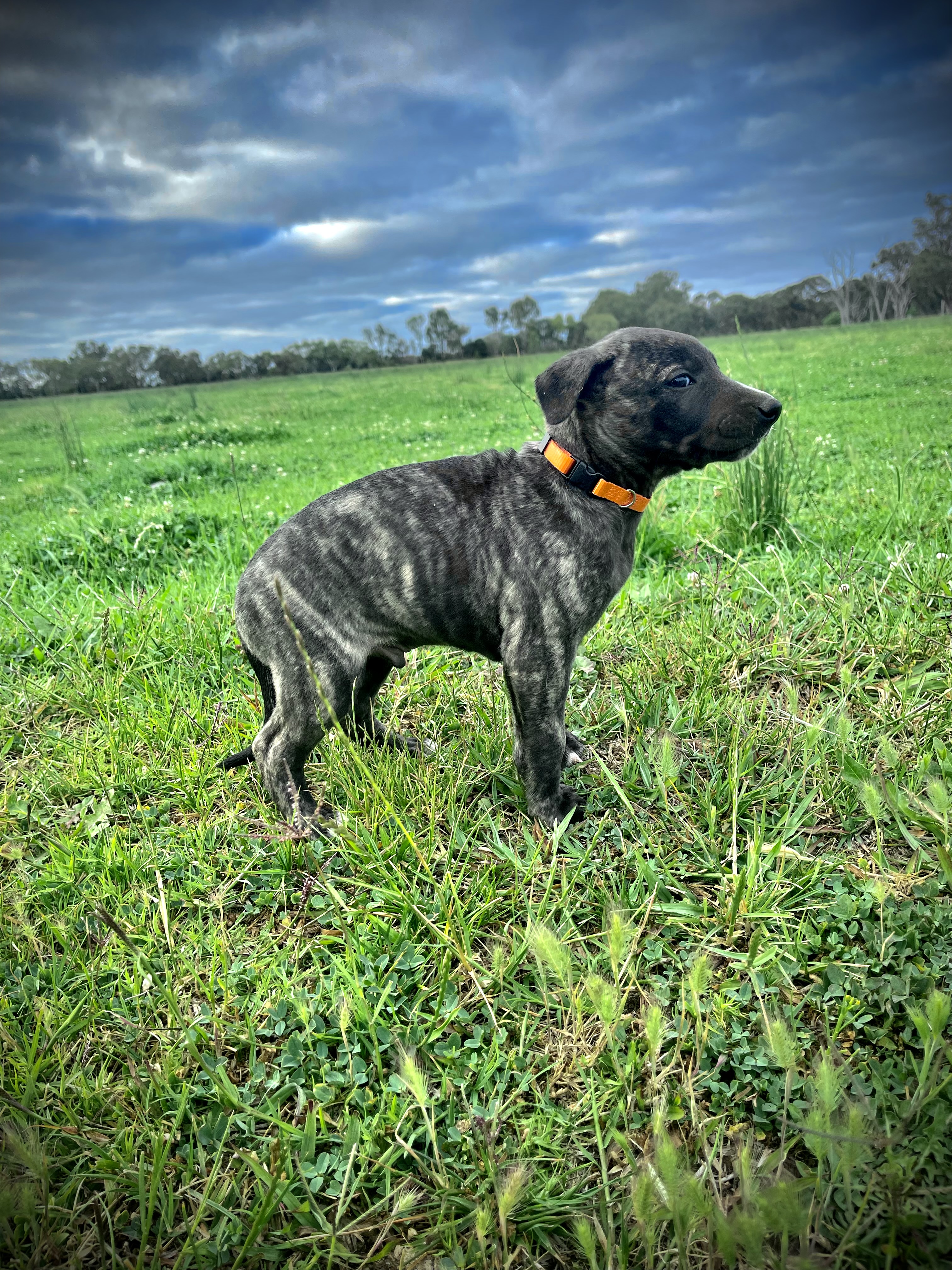 Whippet – Lancaster