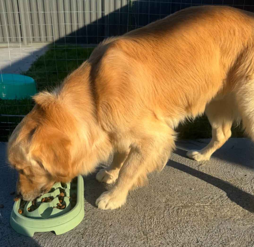 Golden Retriever – Lalor