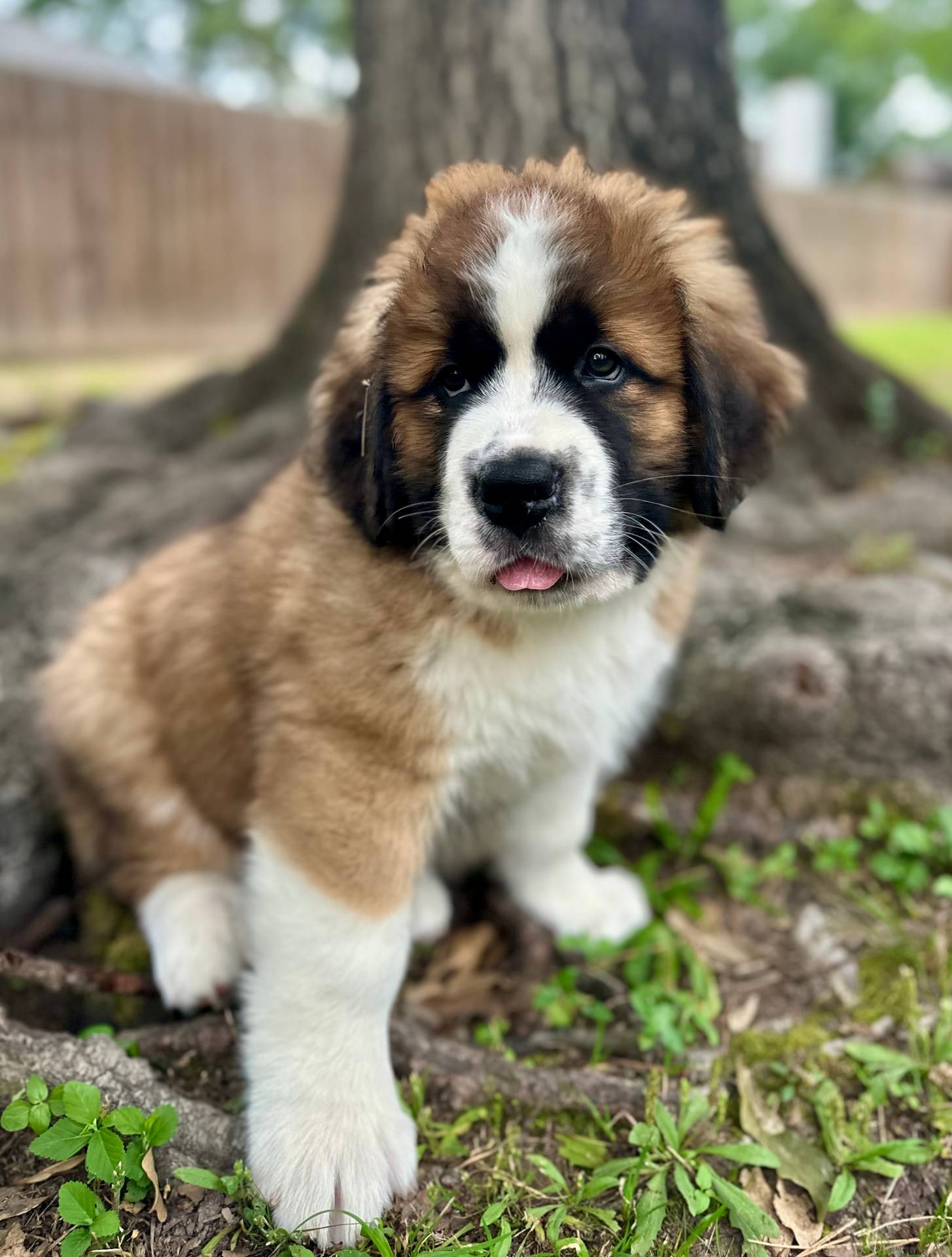 Saint Bernard – Sydney