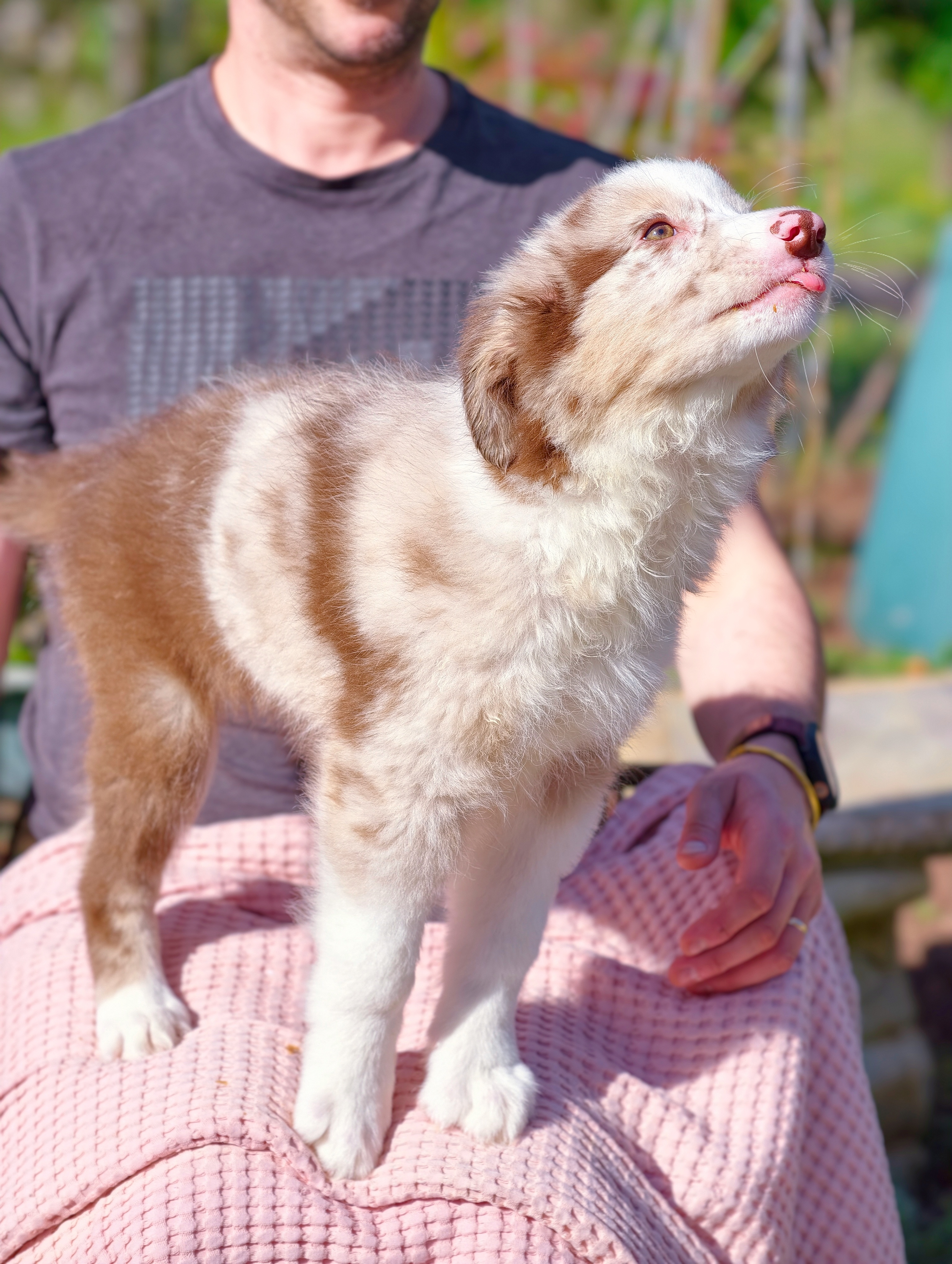 Border Collie – Gary