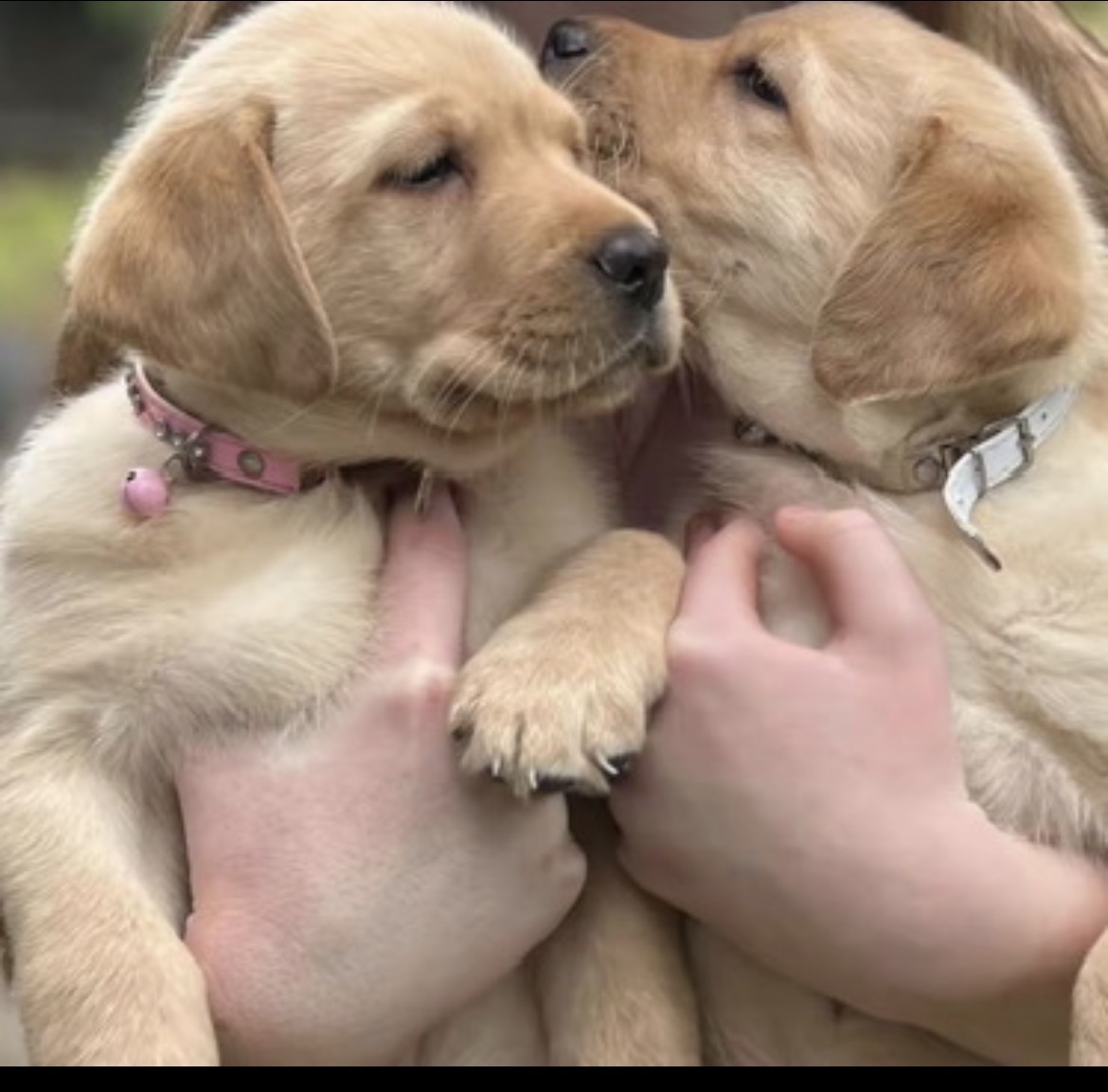 Labrador Retriever – Kallangur